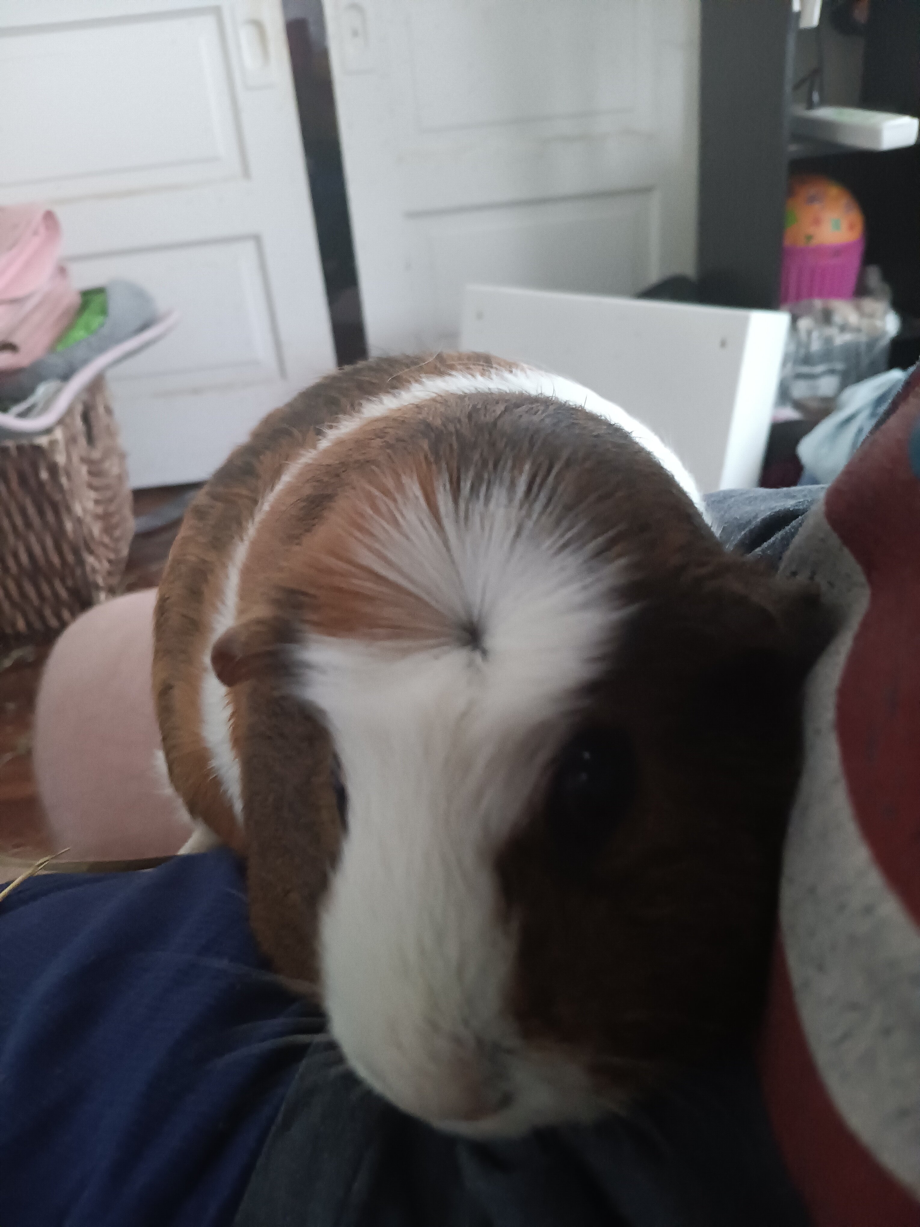 Healthy 4-year-old female guinea image 2