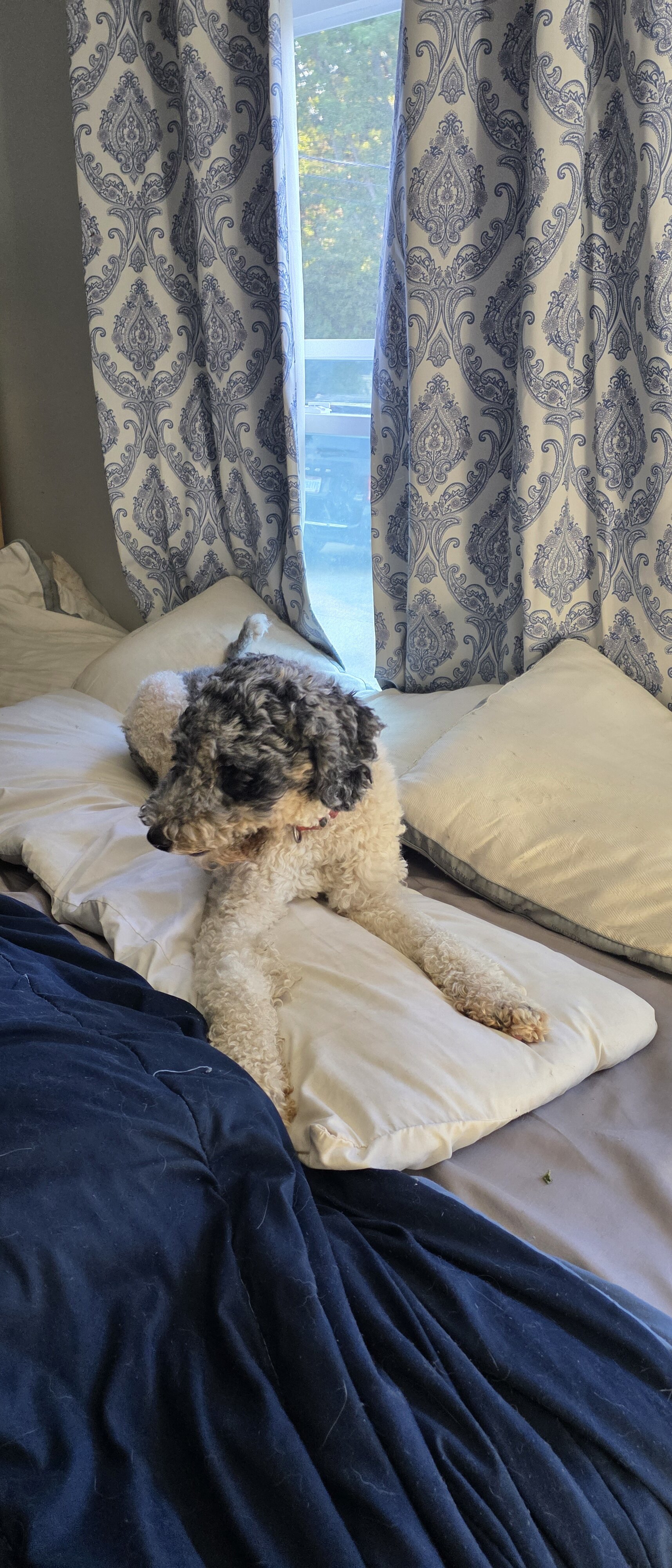 Poodle mix image 2