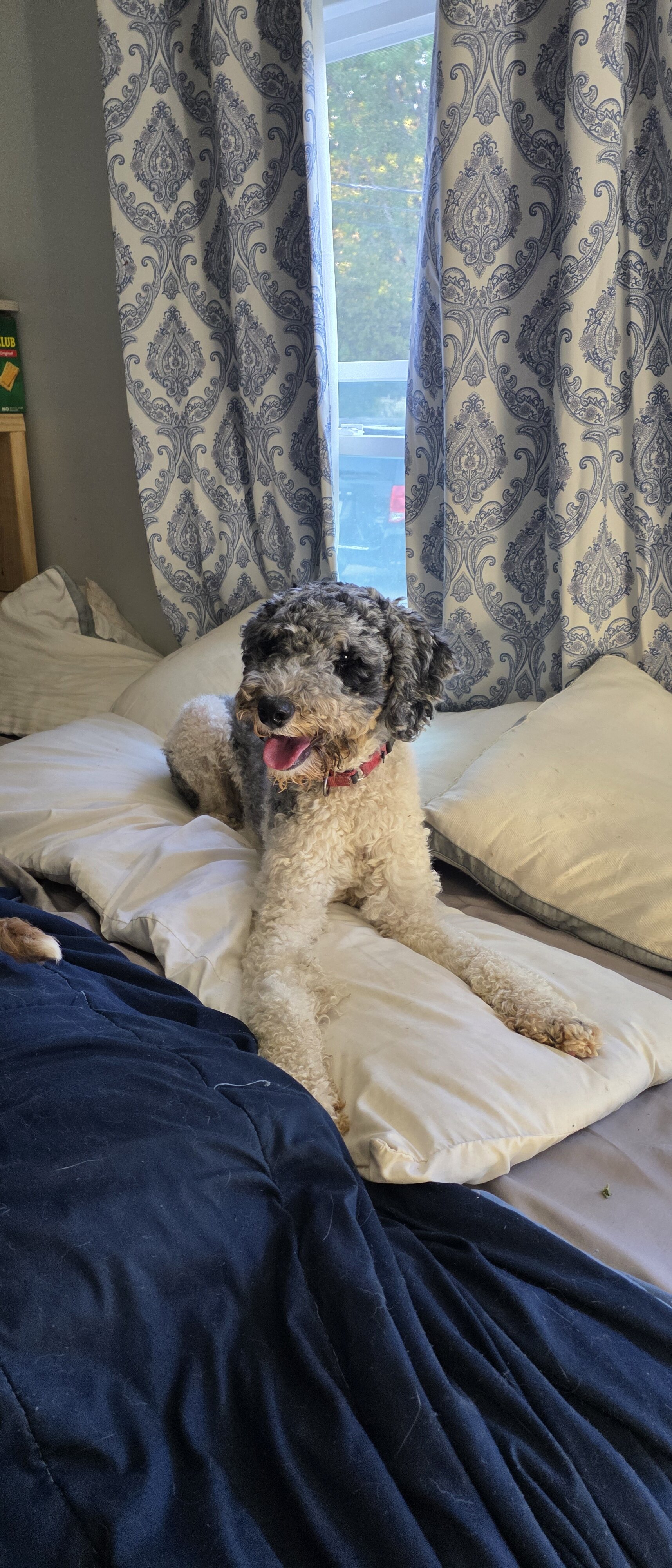 Poodle mix image 1