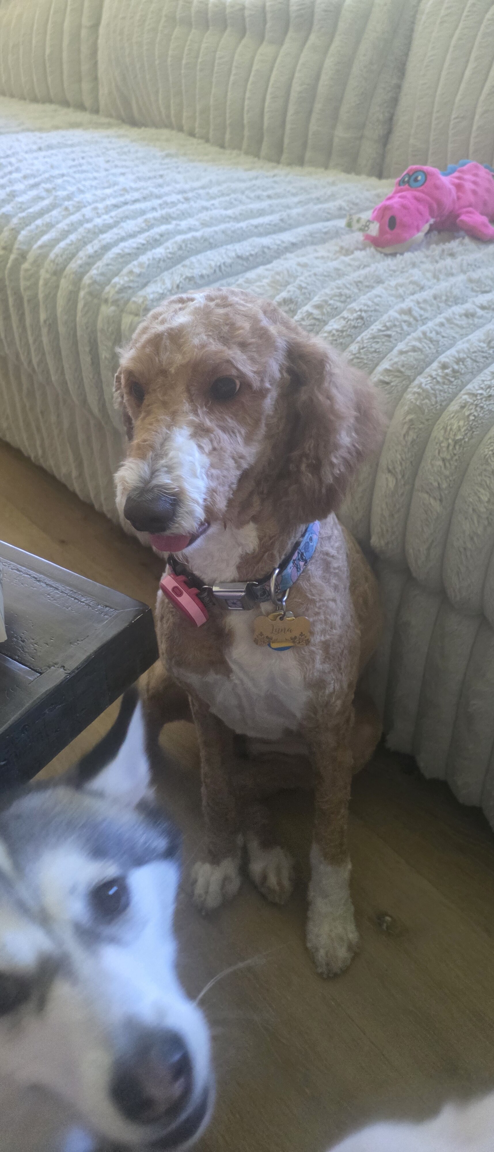 Goldendoodle 3 yrs old. image 1