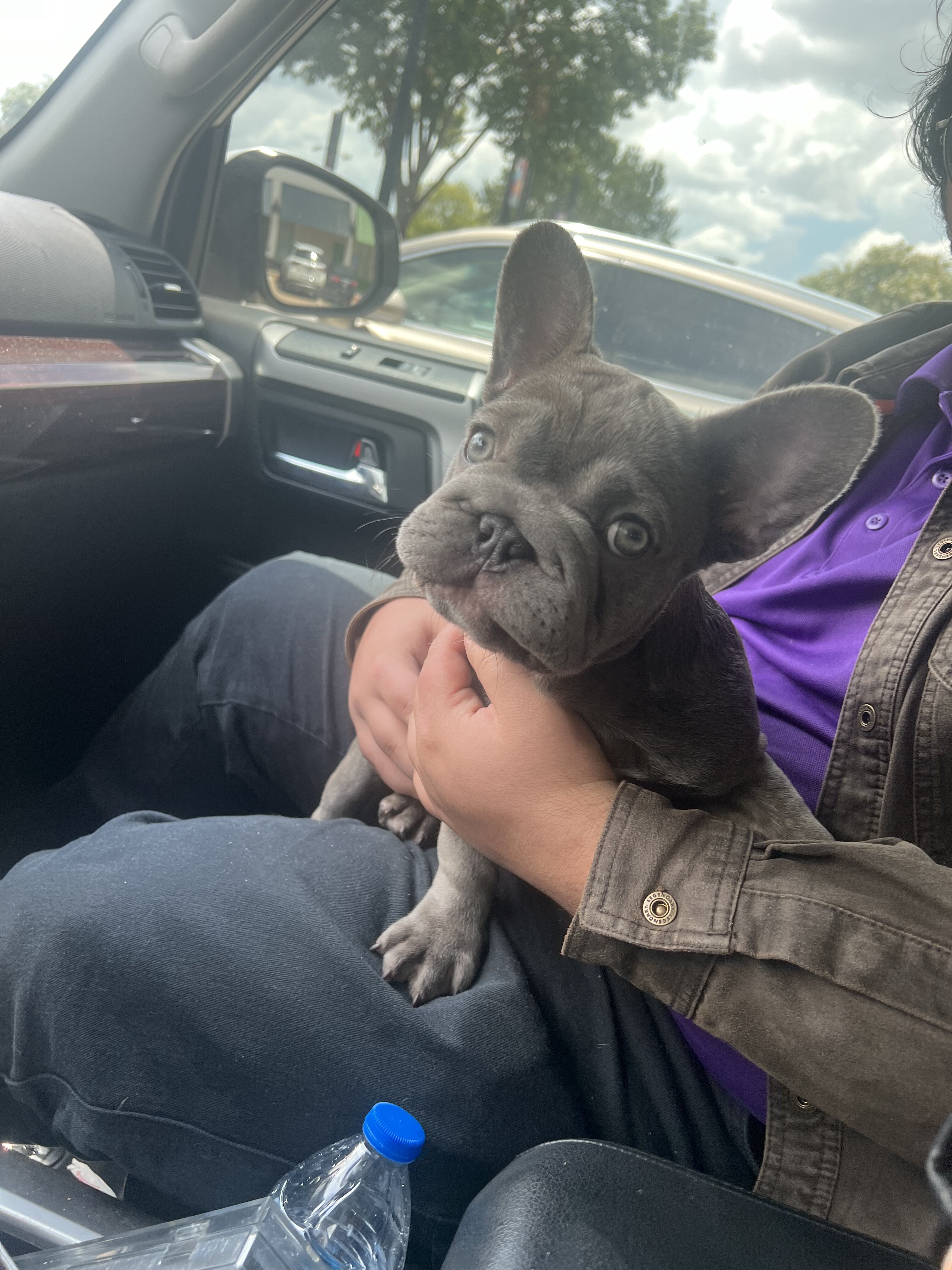 French Bulldog Big-Rope image 9