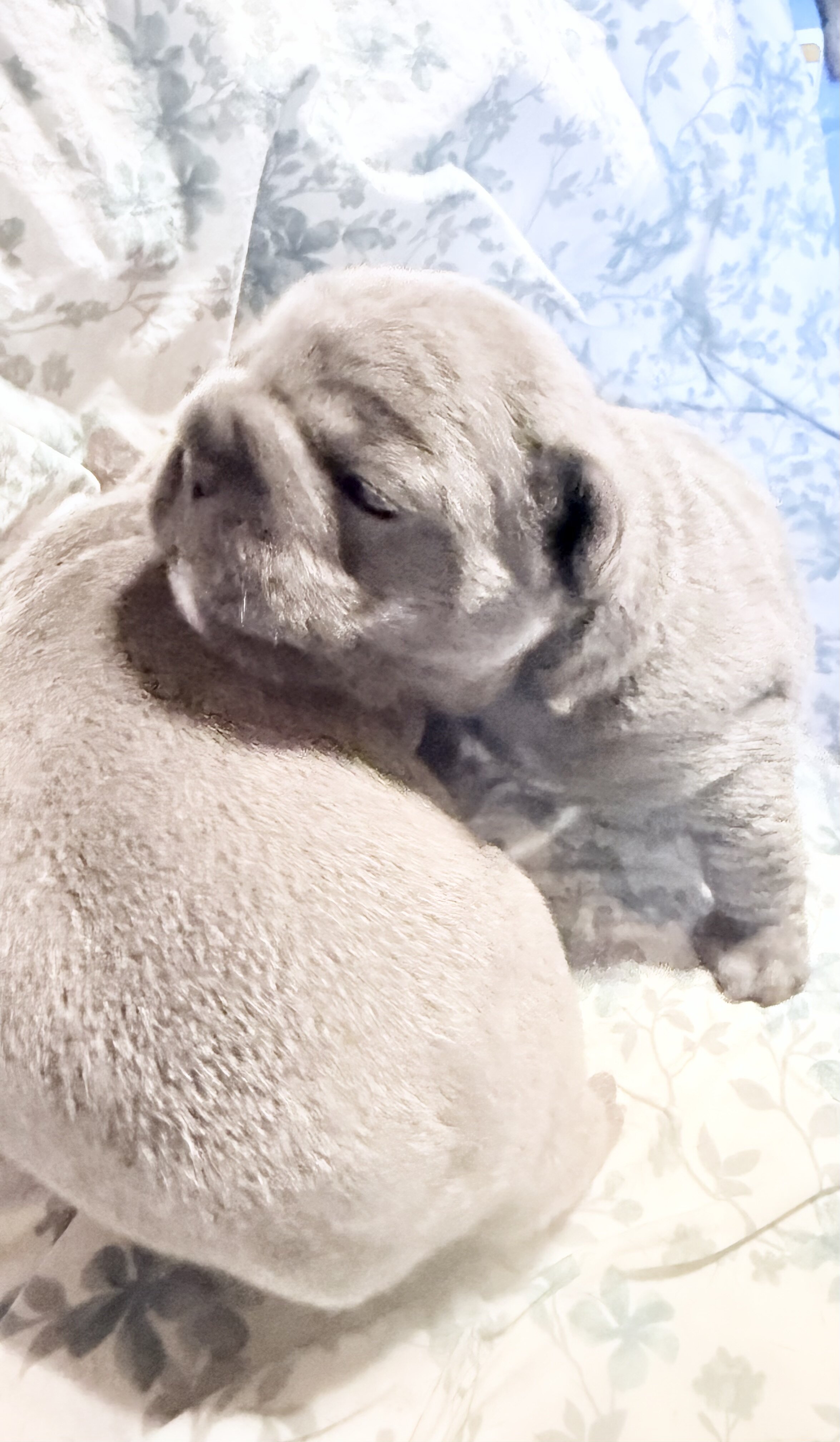 French Bulldog Big-Rope image 7