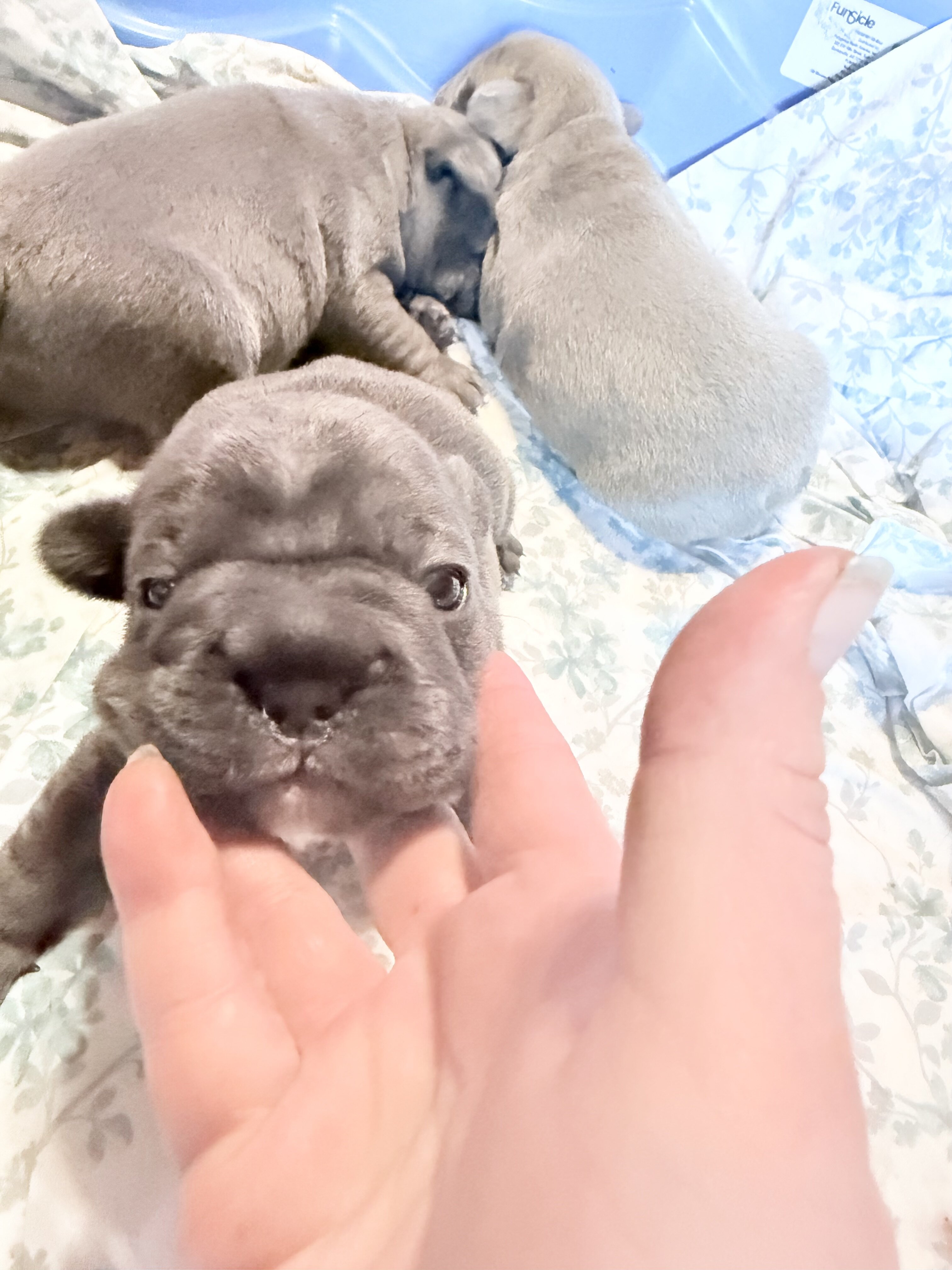 French Bulldog Big-Rope image 6