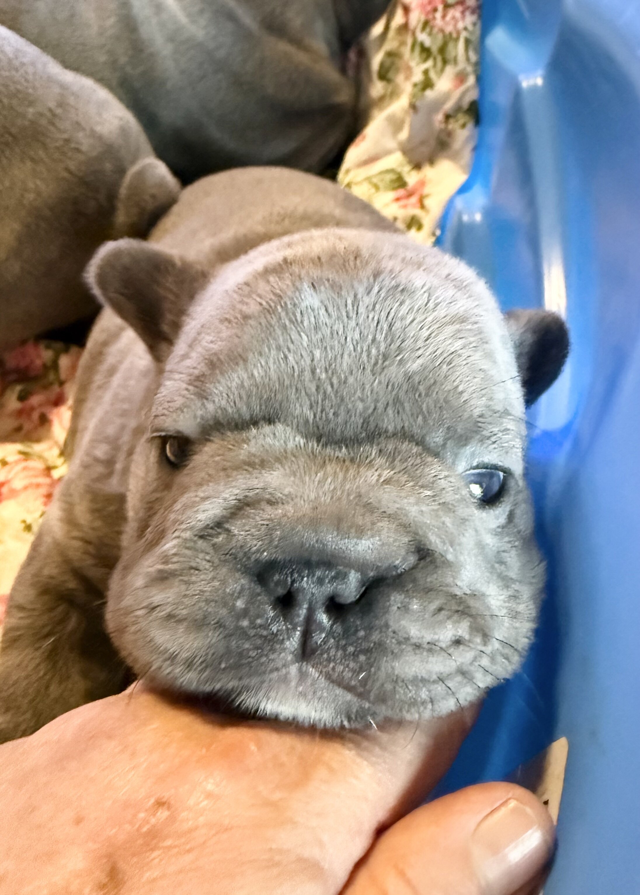 French Bulldog Big-Rope image 5