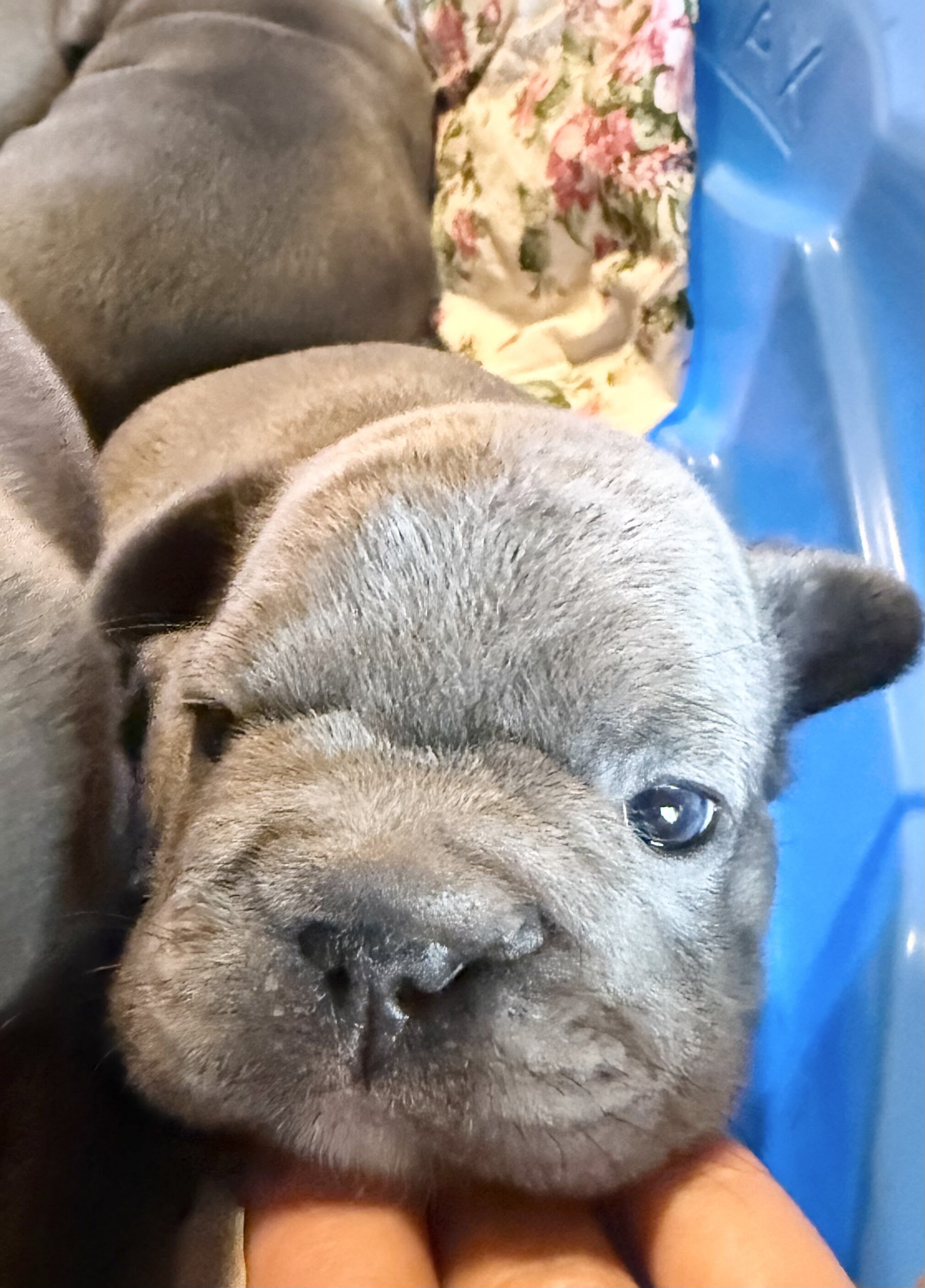 French Bulldog Big-Rope image 4
