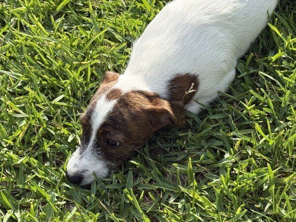Litter of 6 Jack Russel Puppies image 3