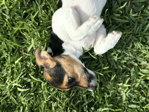 Litter of 6 Jack Russel Puppies image 6