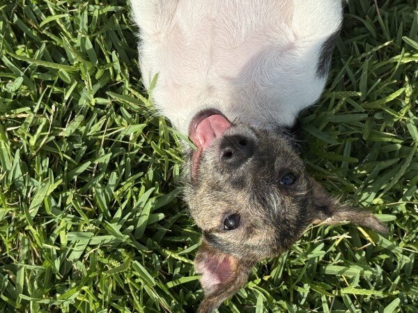 Litter of 6 Jack Russel Puppies image 5