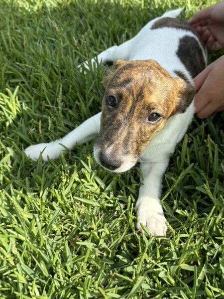 Litter of 6 Jack Russel Puppies image 1