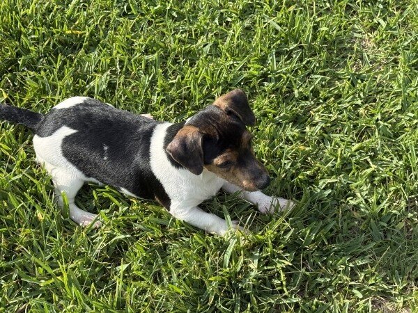 Litter of 6 Jack Russel Puppies image 2