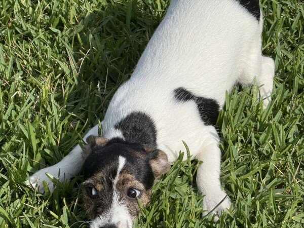 Litter of 6 Jack Russel Puppies image 4