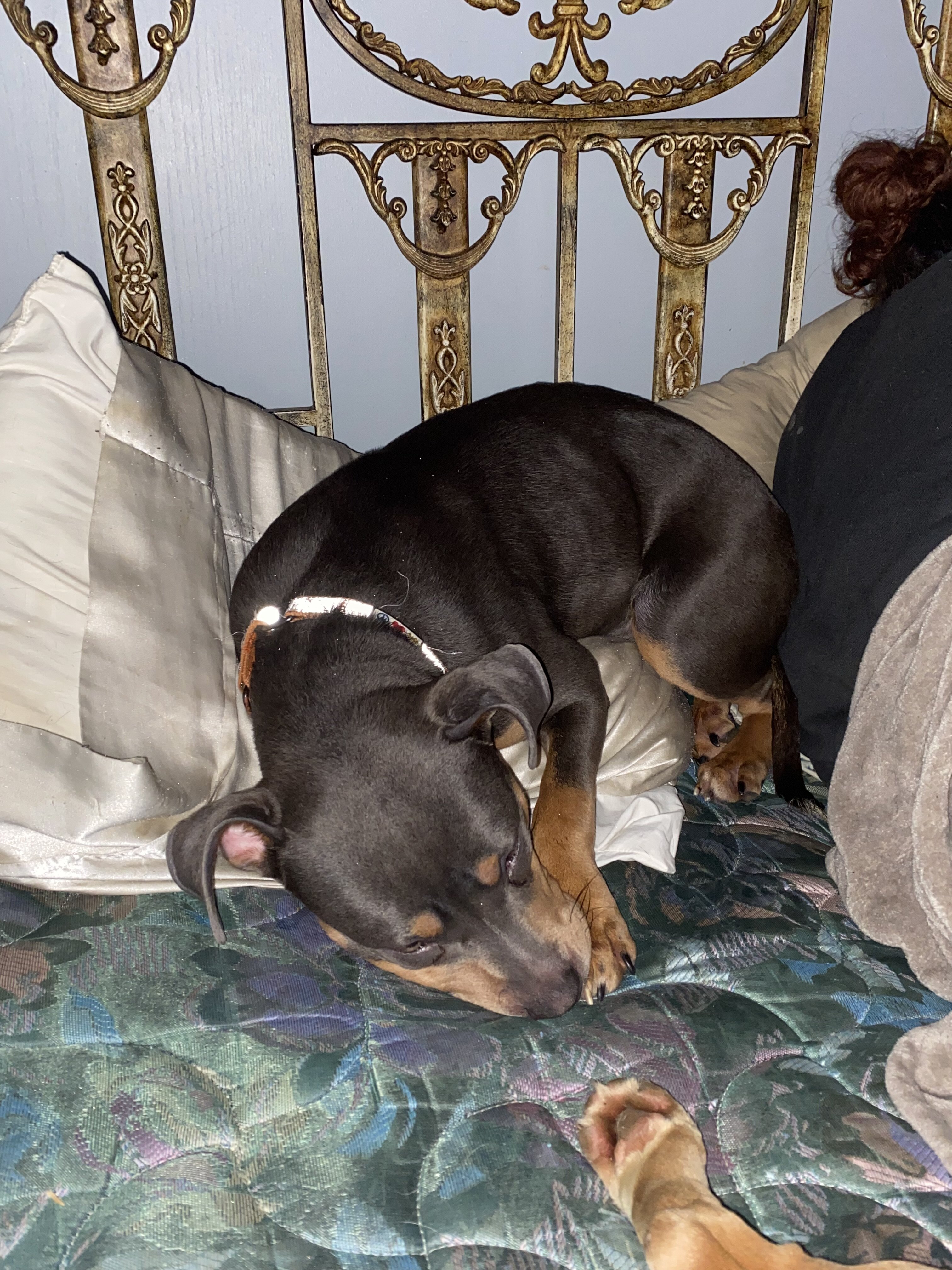 Dog image 1