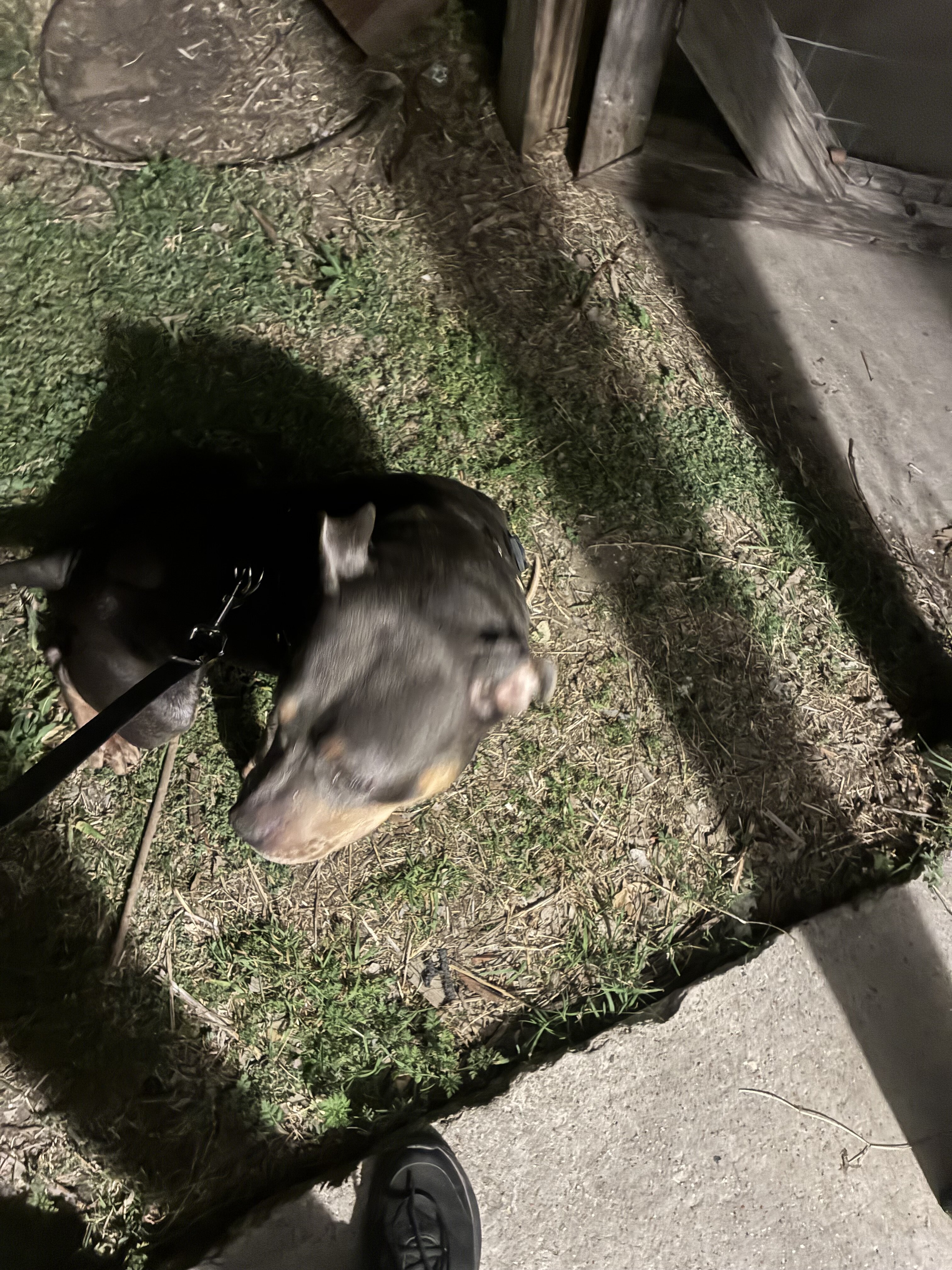 Dog image 2