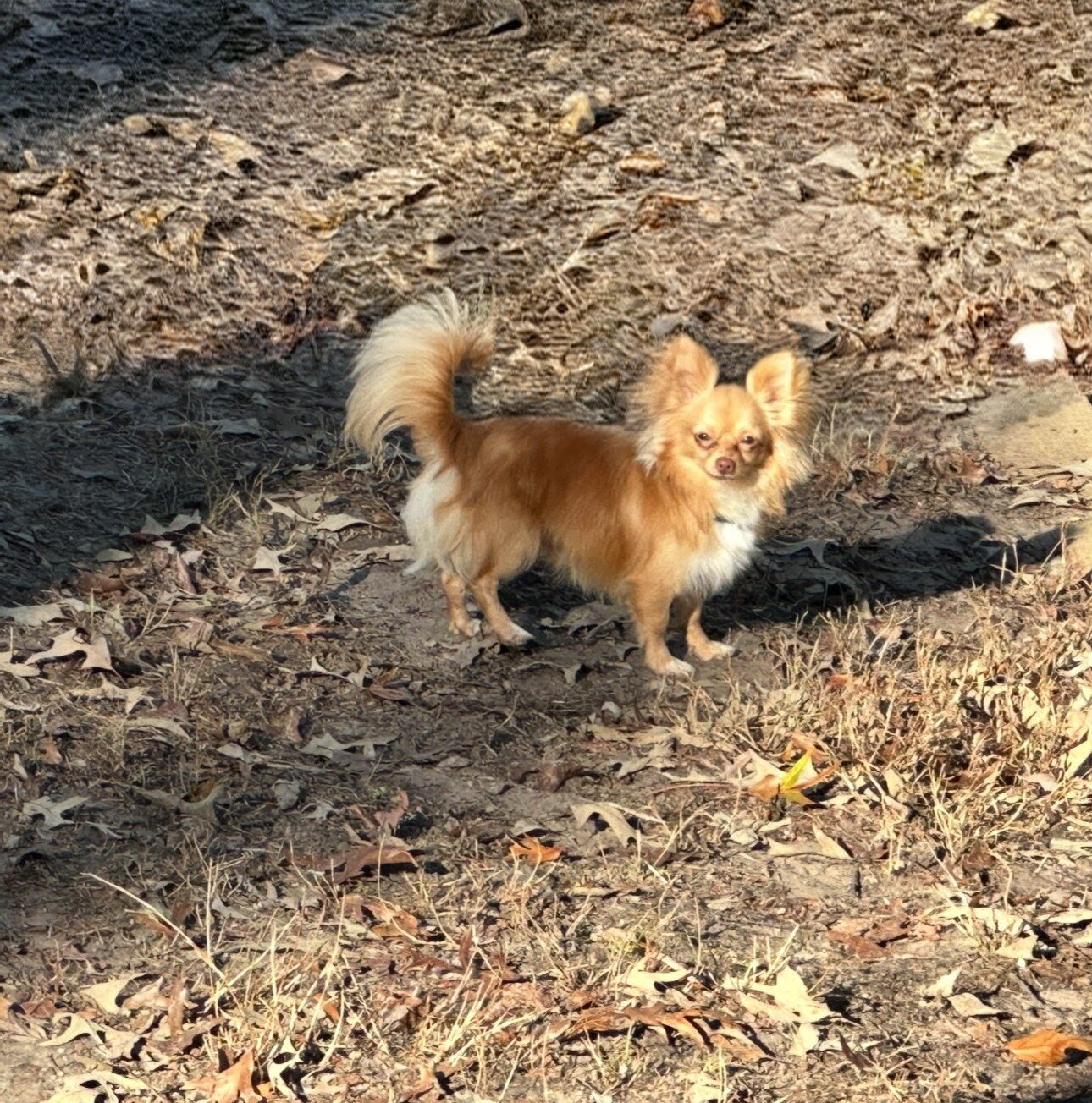 Long-haired teacup Chihuahua ckc image 1