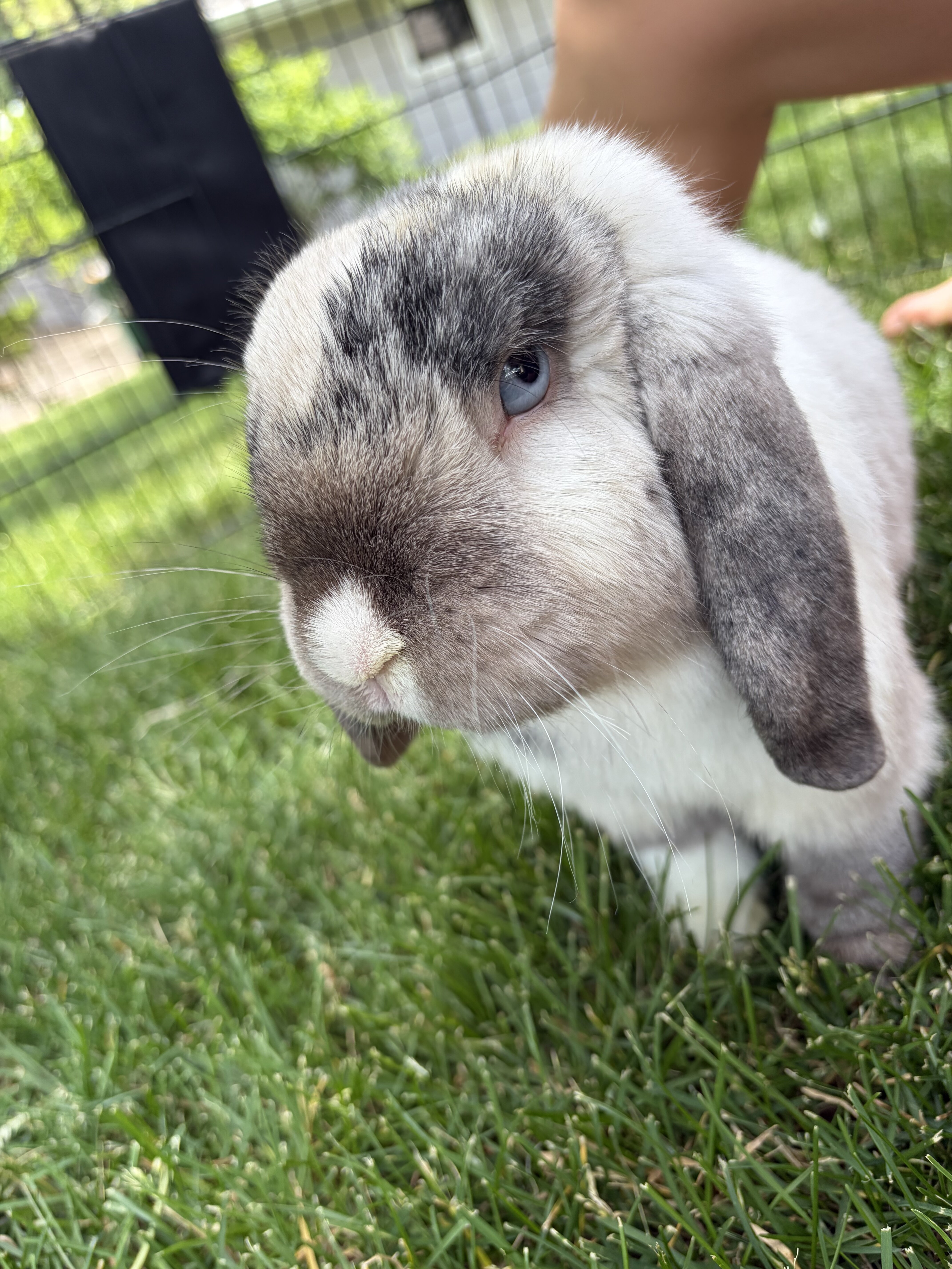 Bunny image 1