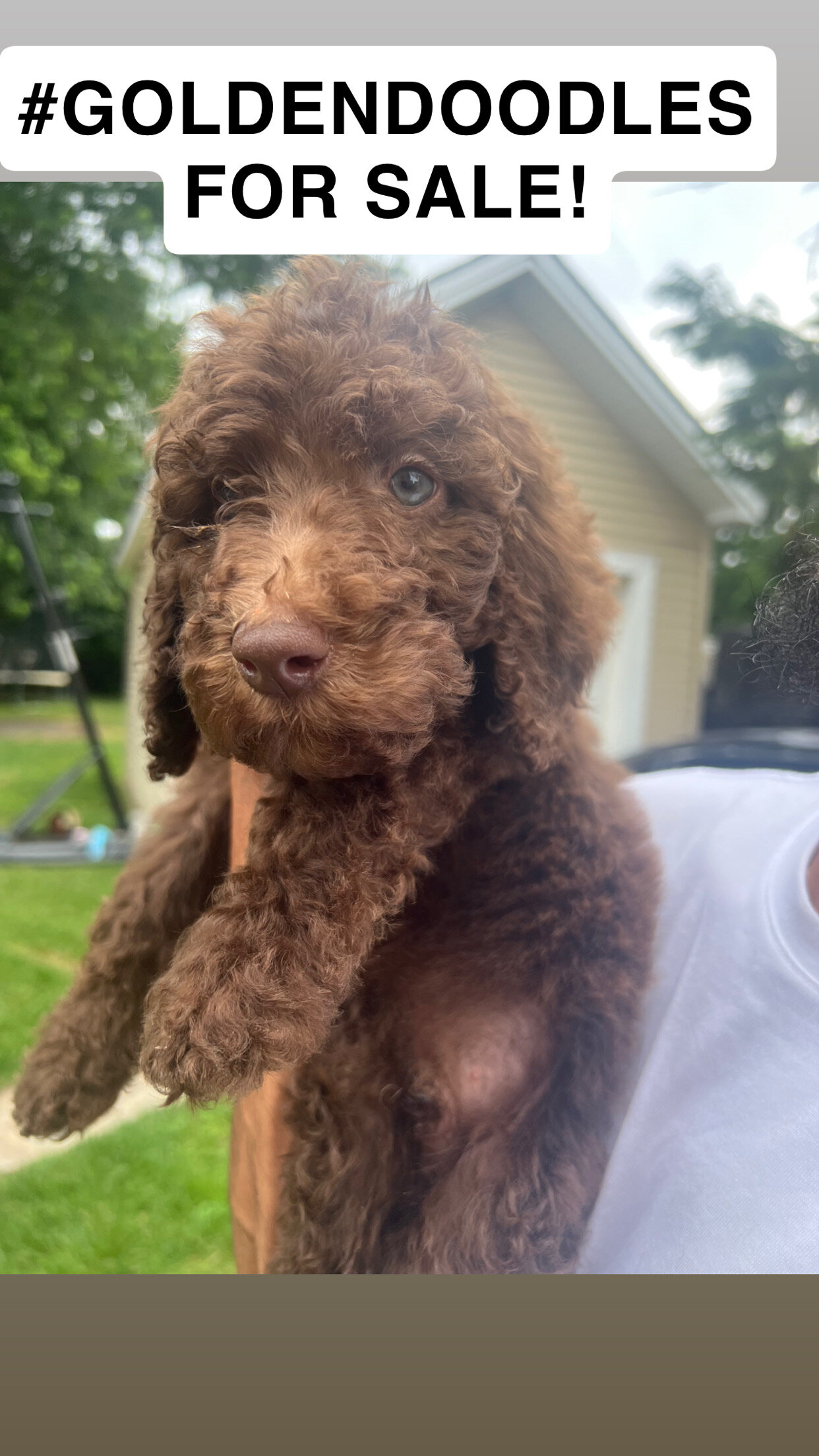 Goldendoodles image 1