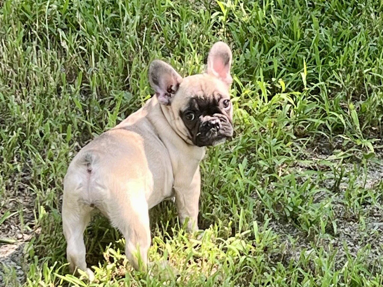 Female French bulldog image 1