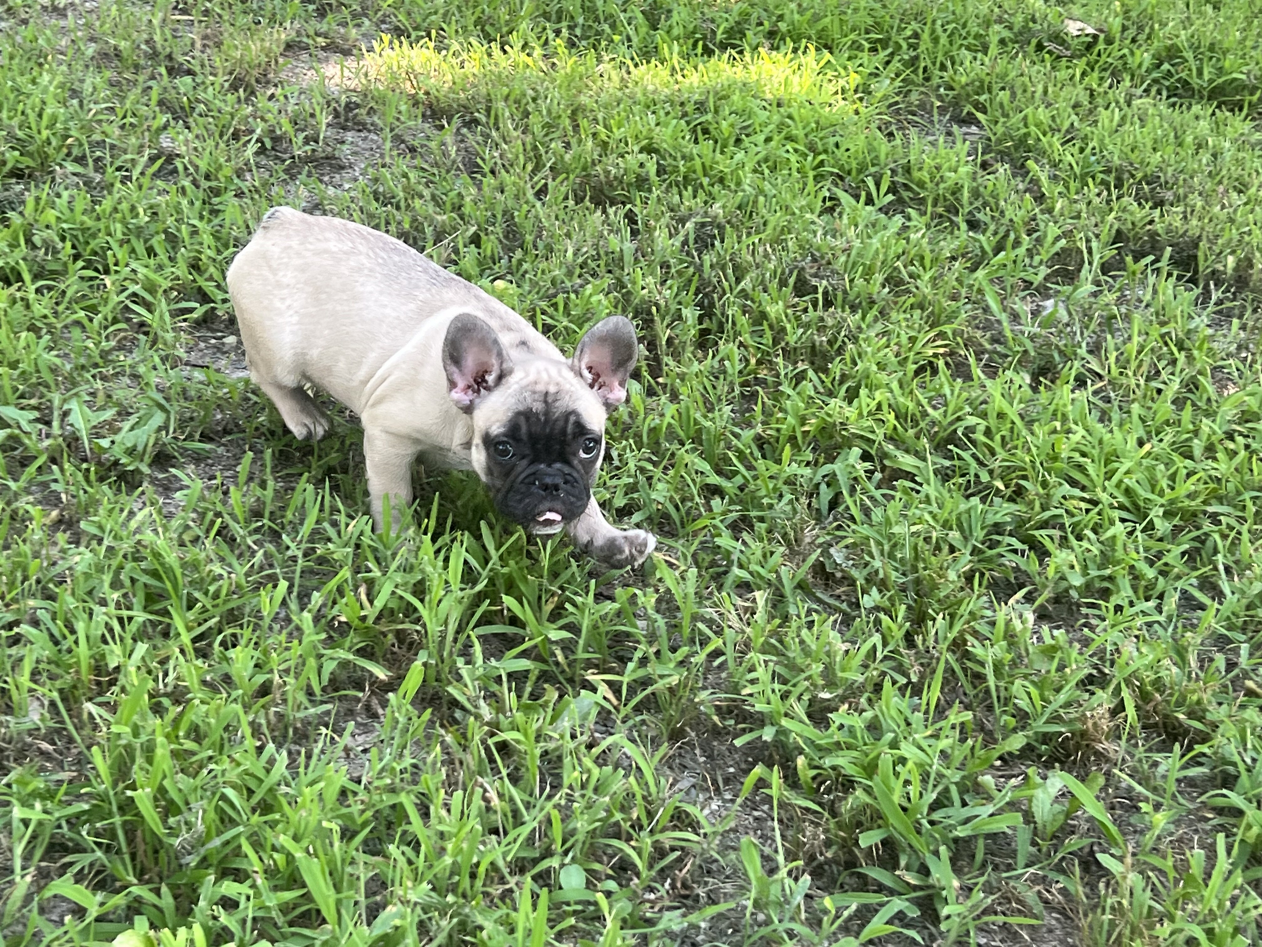 Female French bulldog image 3