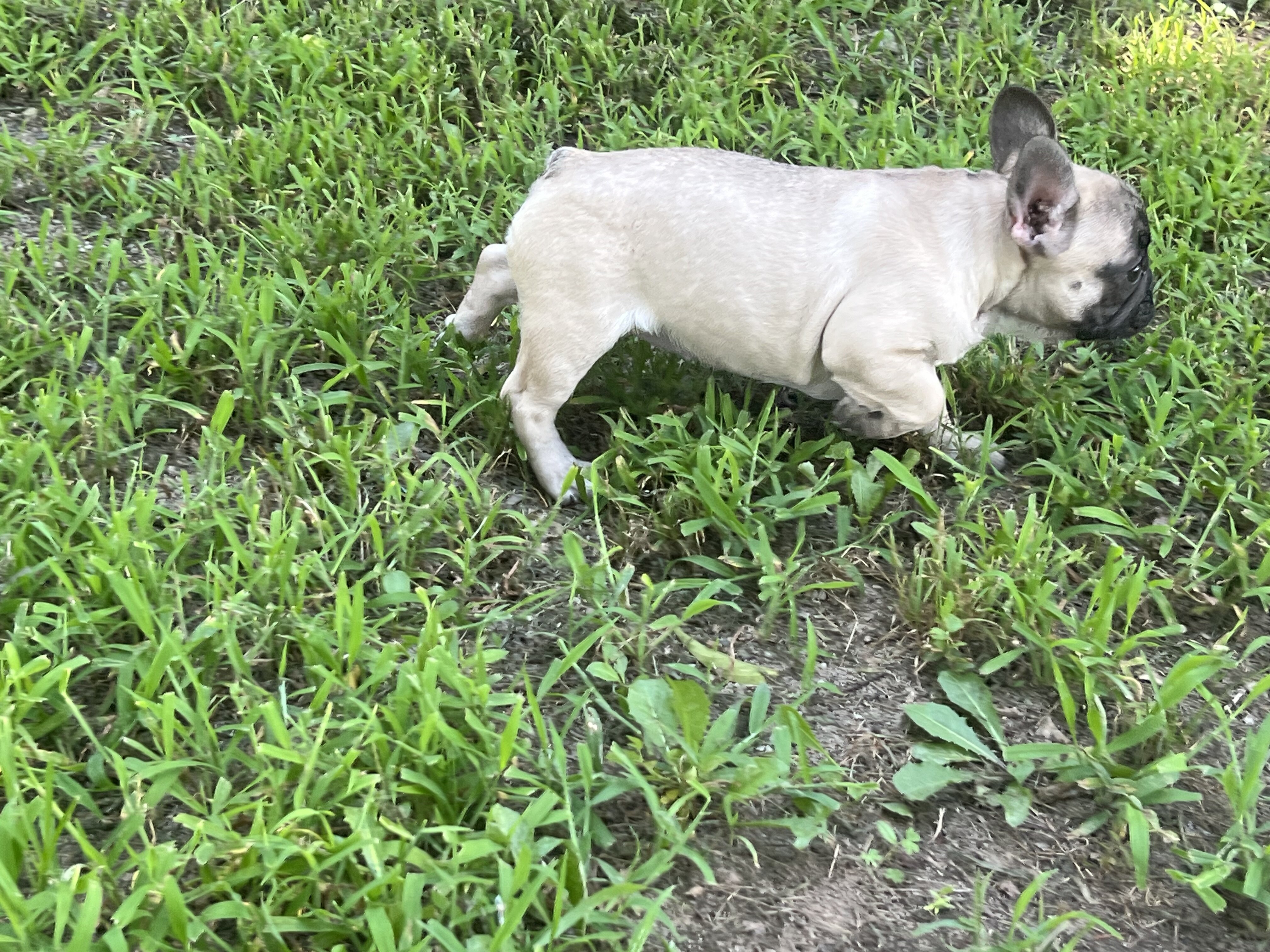 Female French bulldog image 4