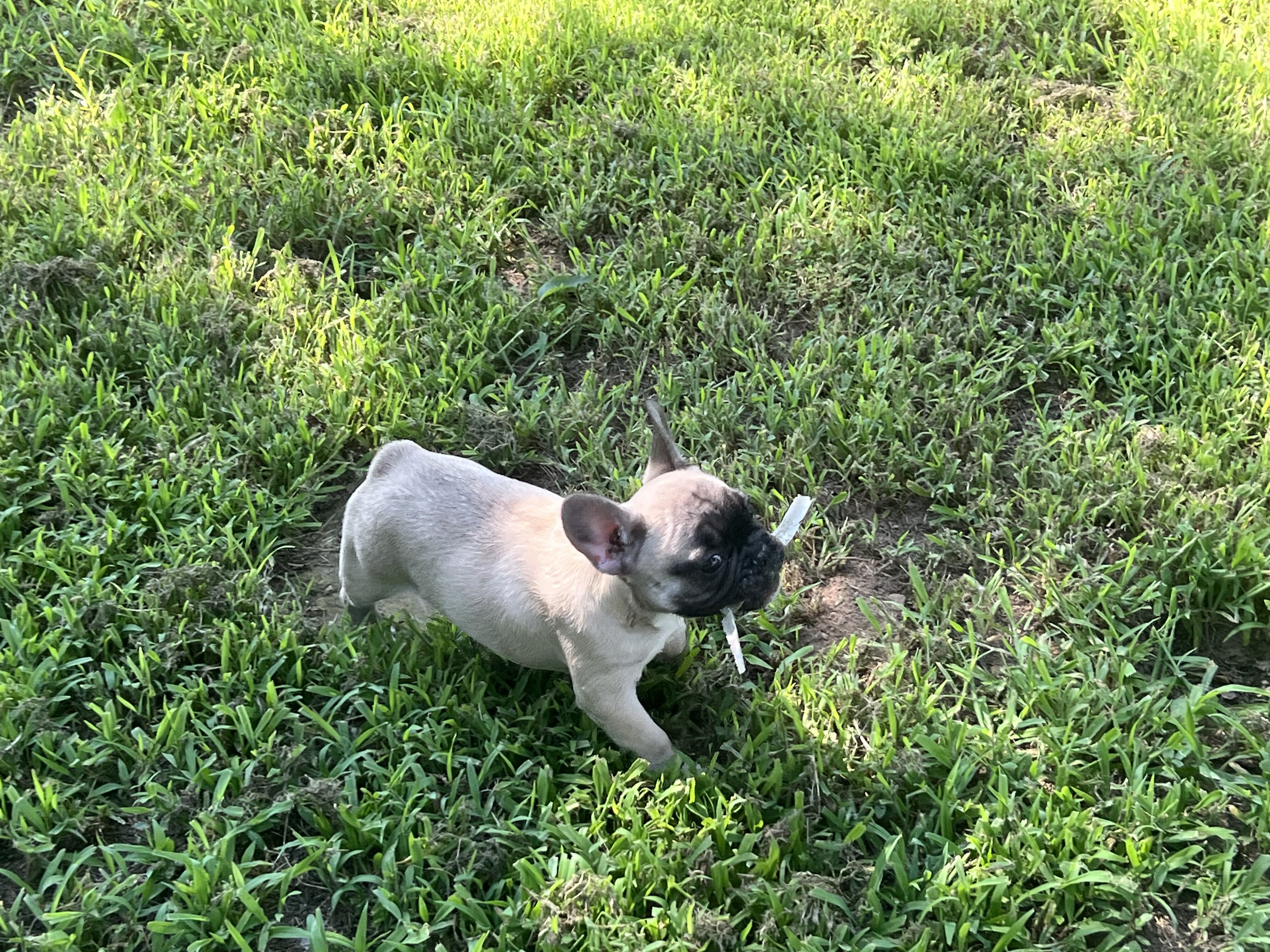 Female French bulldog image 2