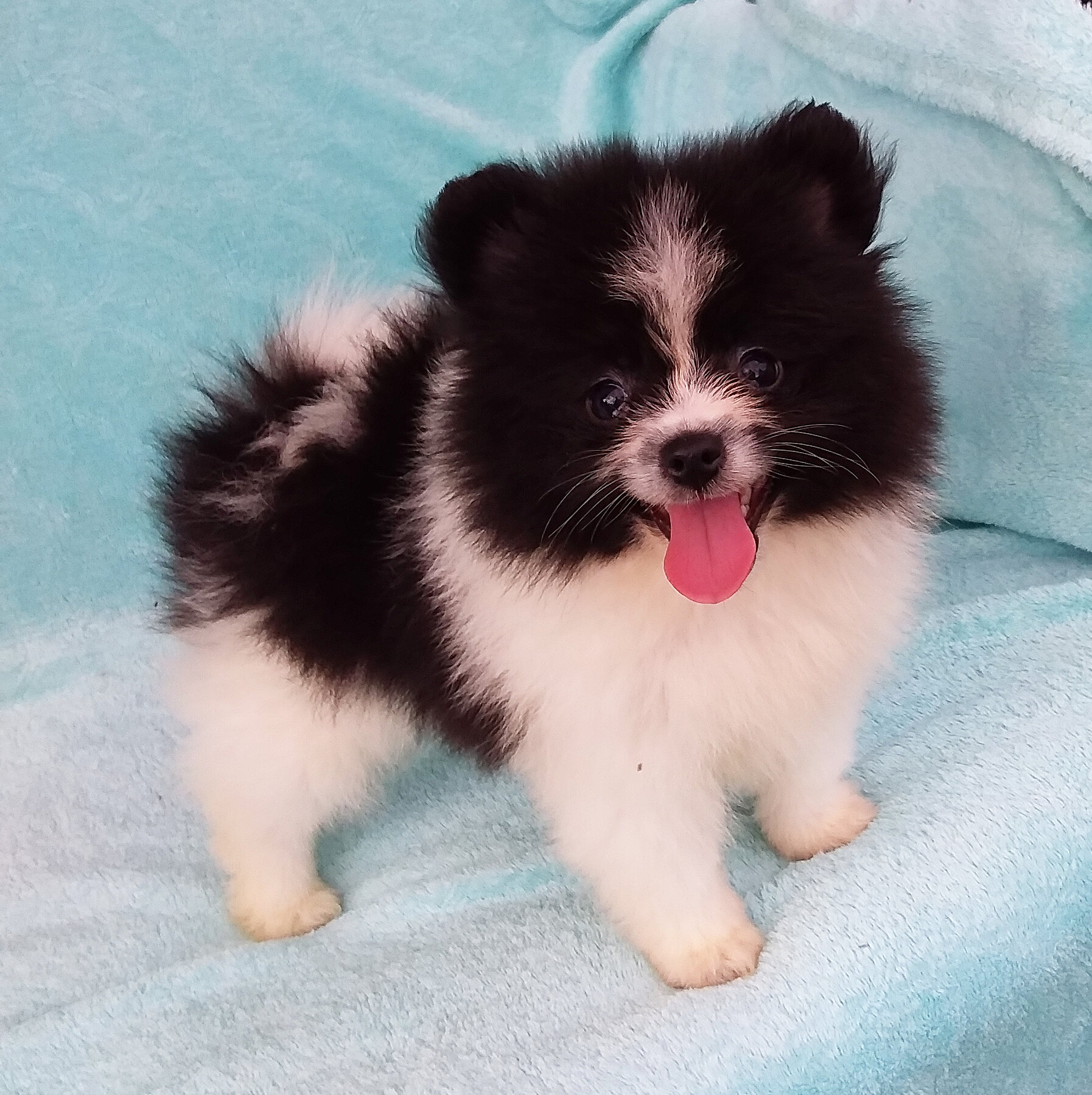 Parti-color Teddy Bear Pomeranian Puppy Male image 5