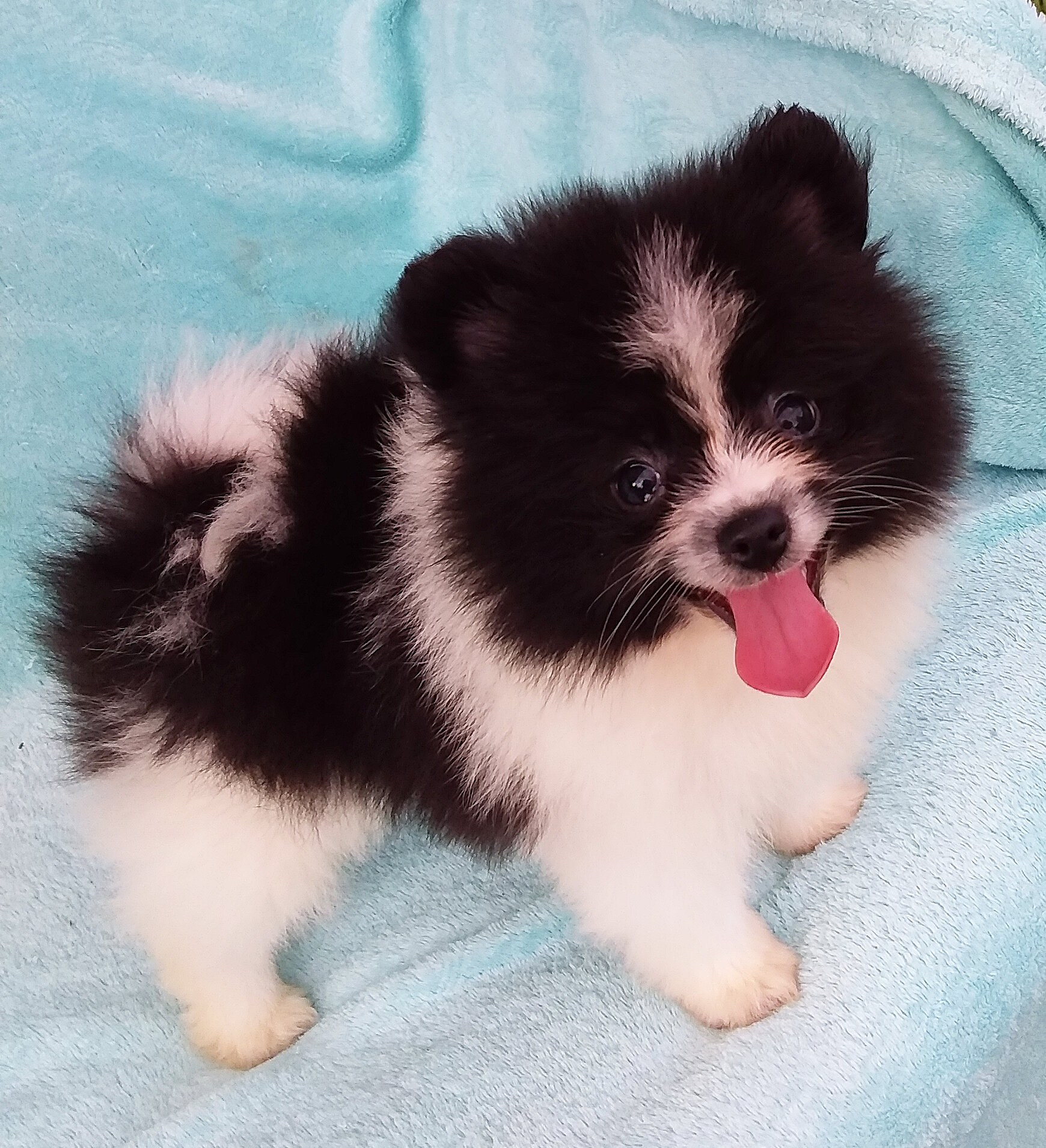 Parti-color Teddy Bear Pomeranian Puppy Male image 7