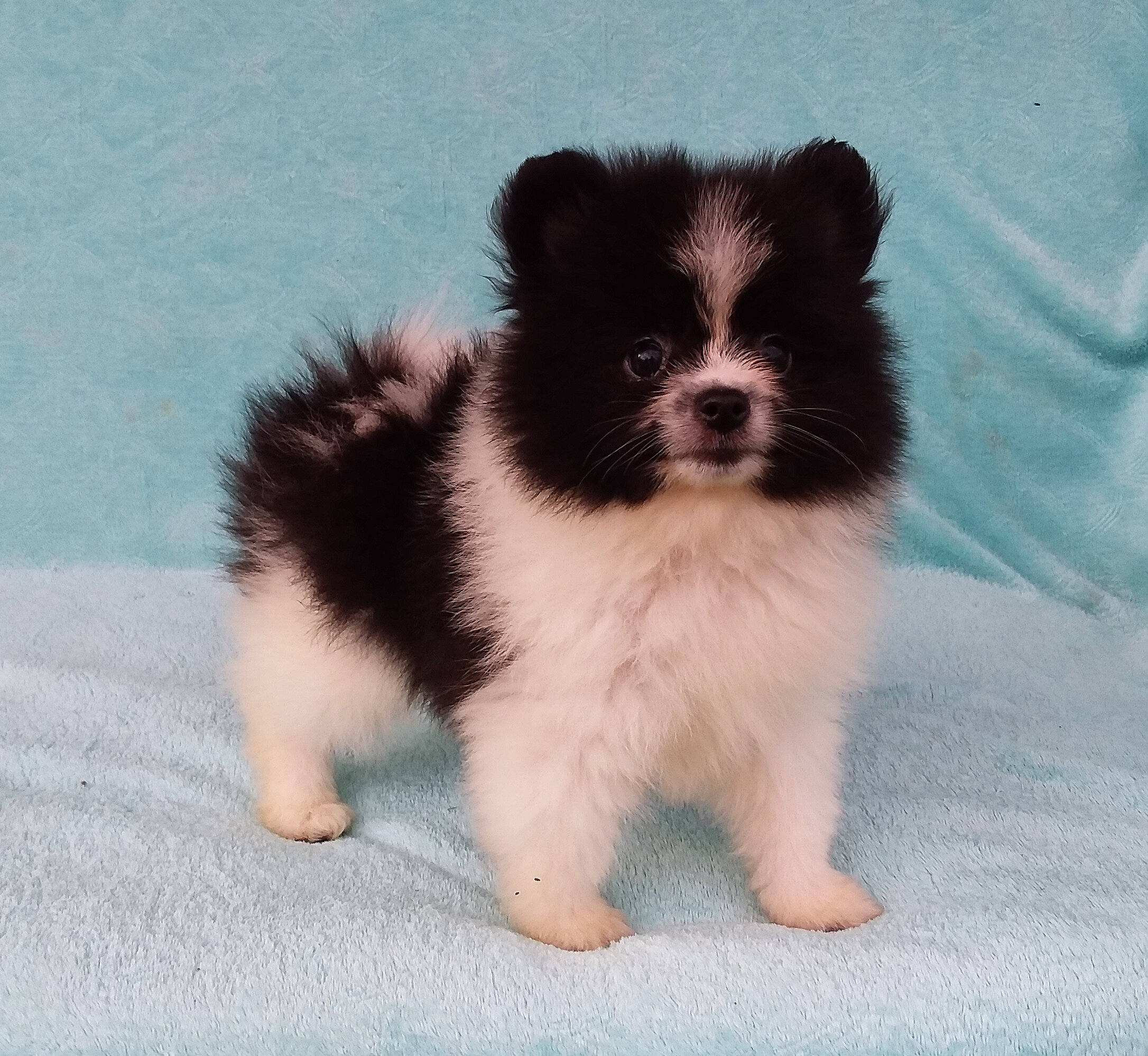 Parti-color Teddy Bear Pomeranian Puppy Male image 6