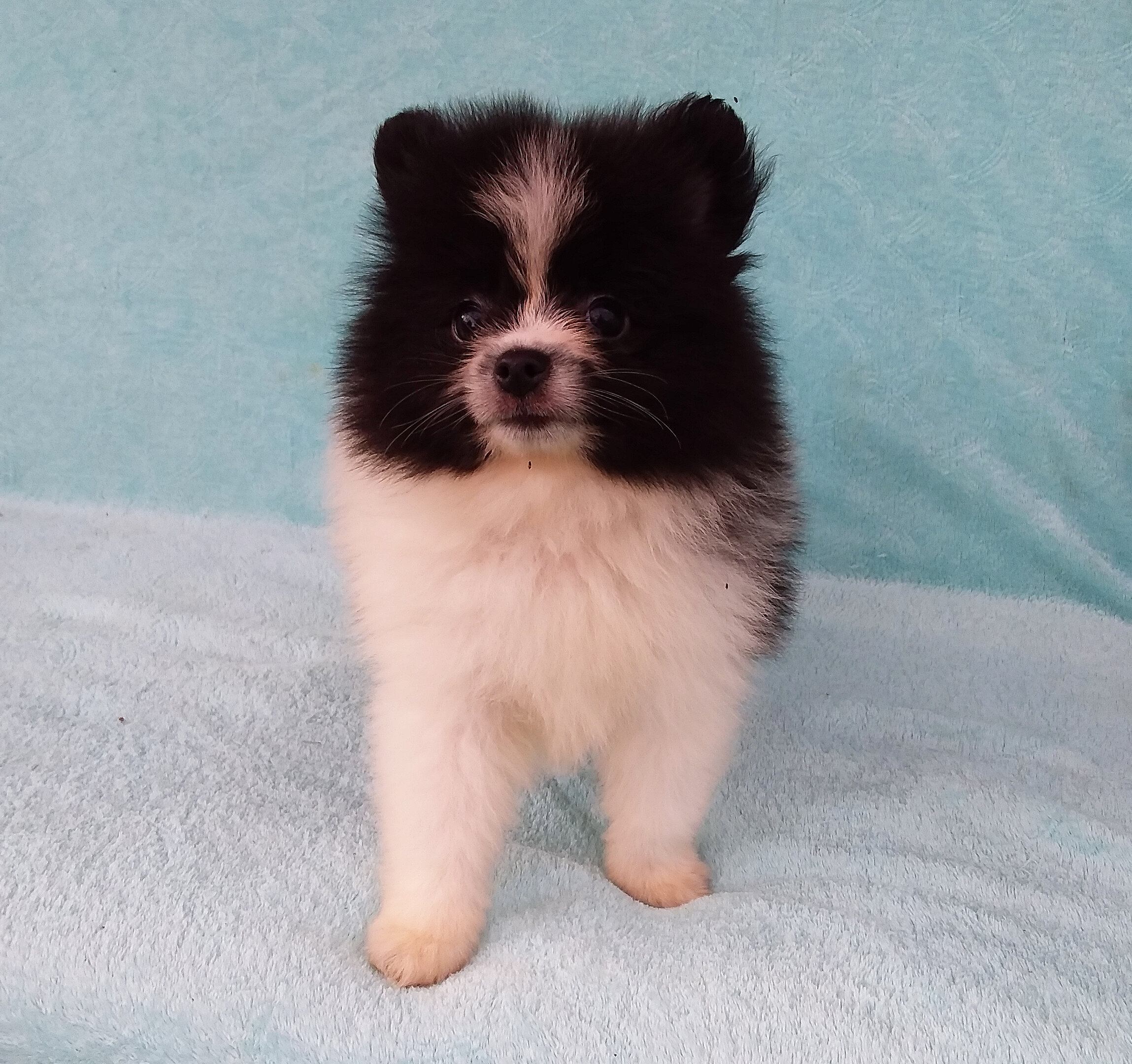 Parti-color Teddy Bear Pomeranian Puppy Male image 2