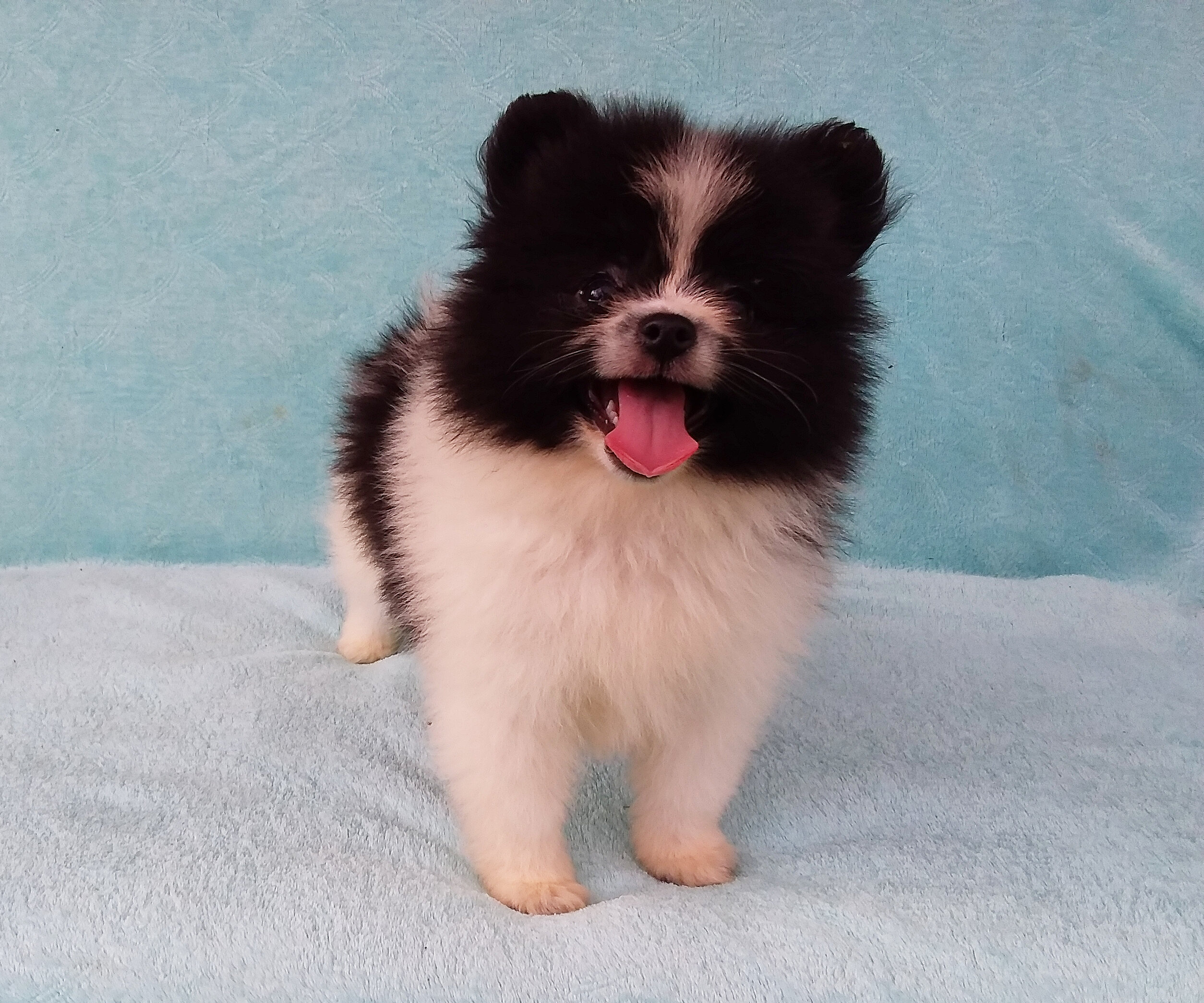 Parti-color Teddy Bear Pomeranian Puppy Male image 1