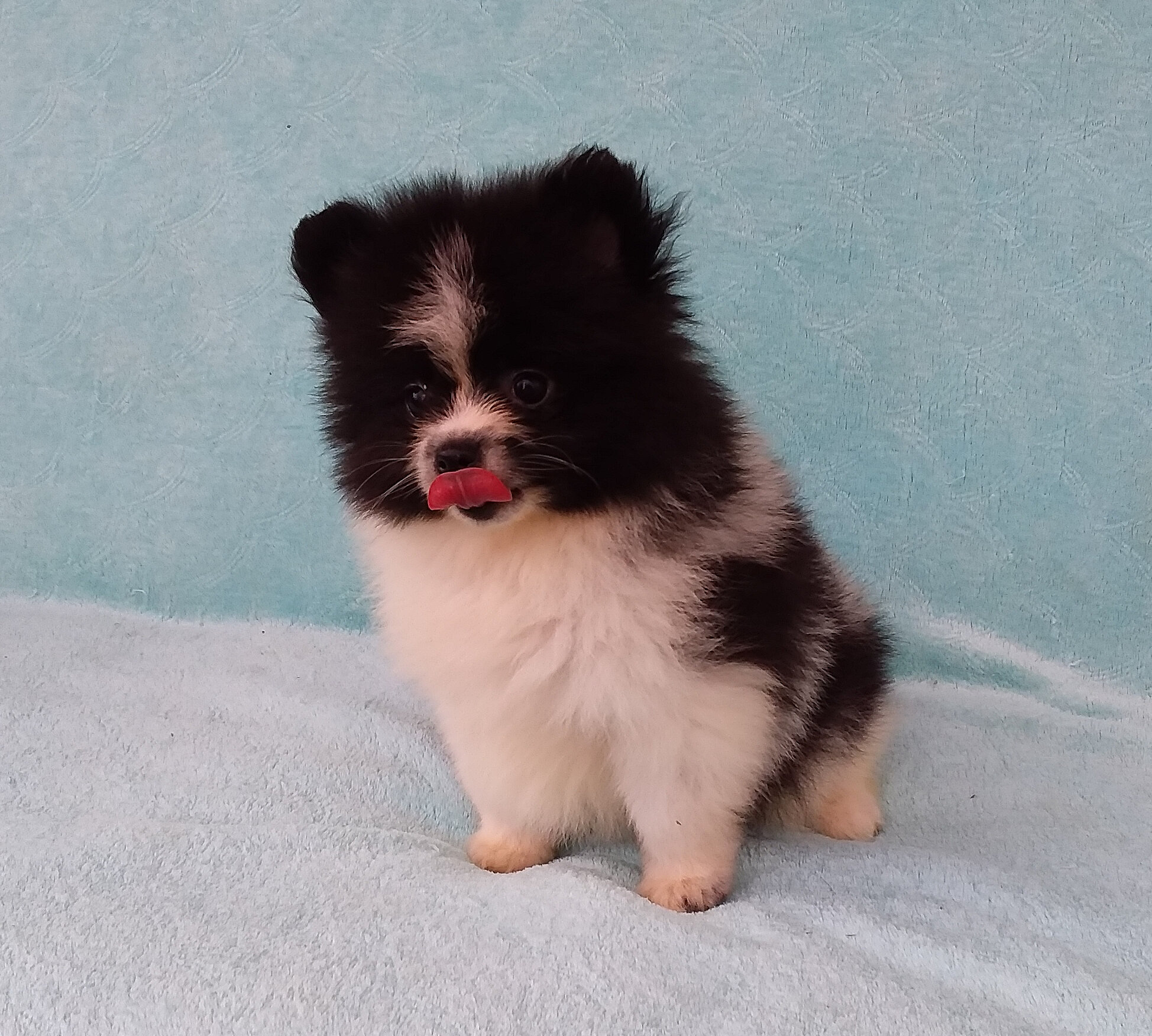 Parti-color Teddy Bear Pomeranian Puppy Male image 4