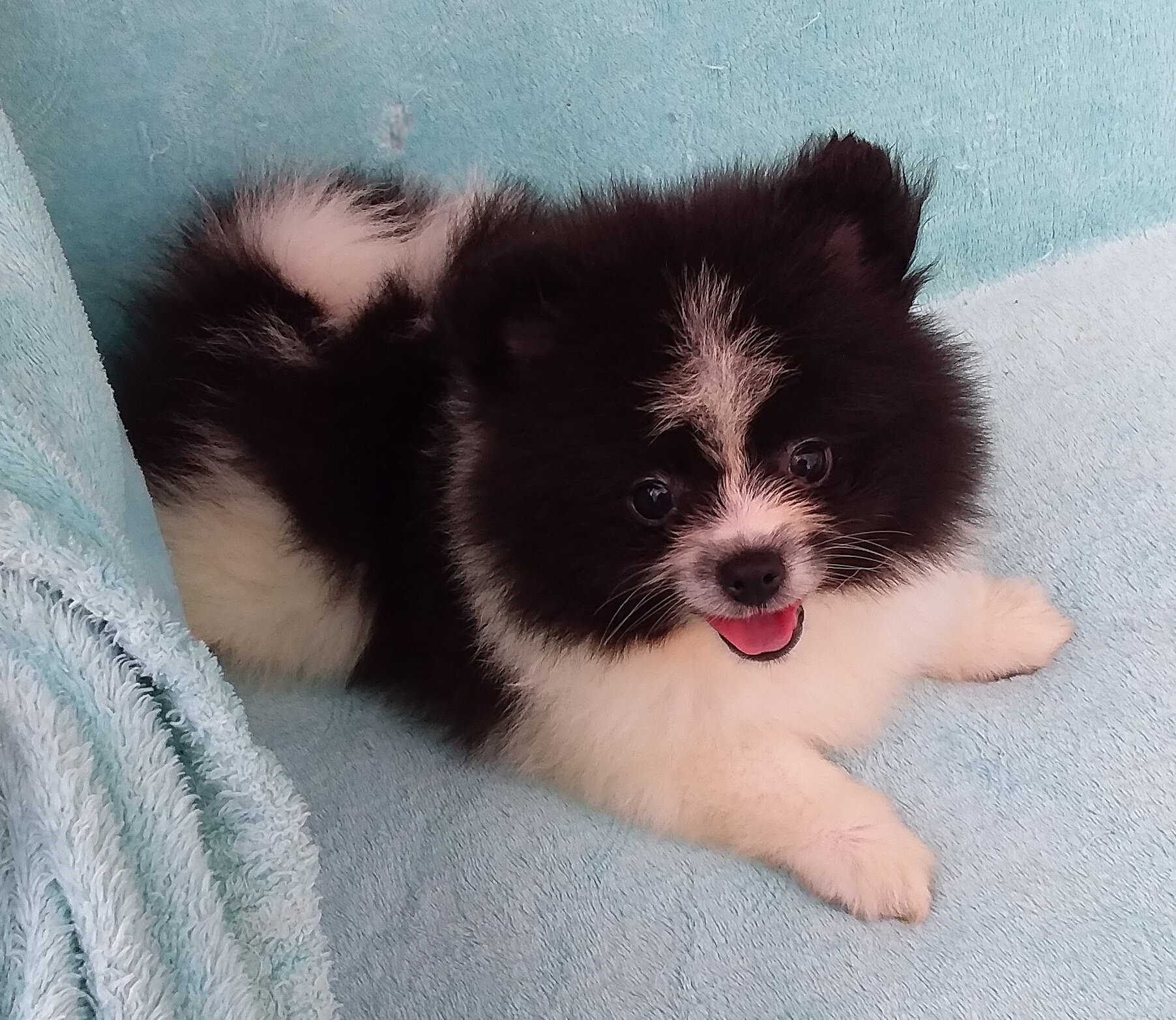 Parti-color Teddy Bear Pomeranian Puppy Male image 3