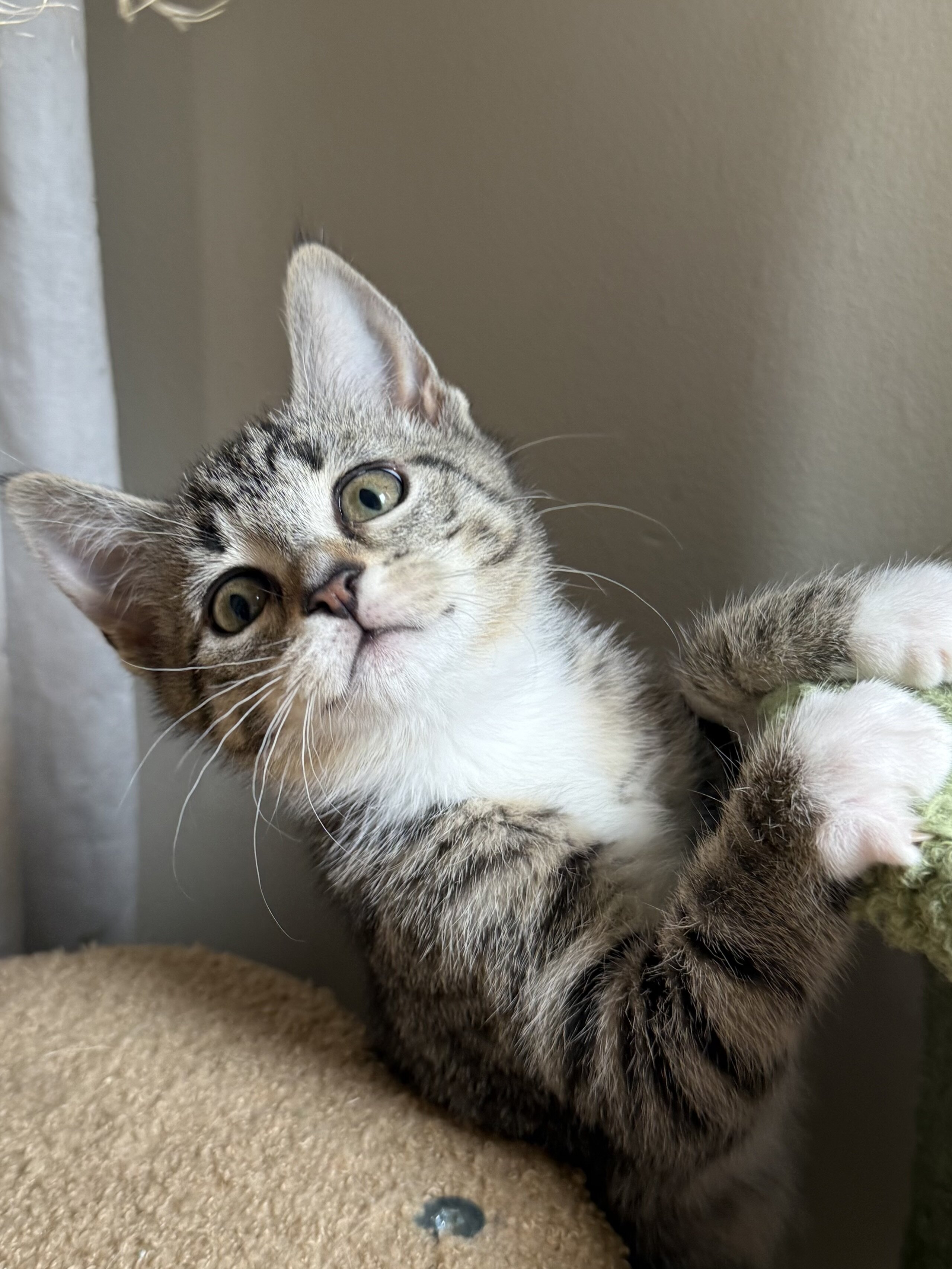 2.5 mo Kitten(s) image 4