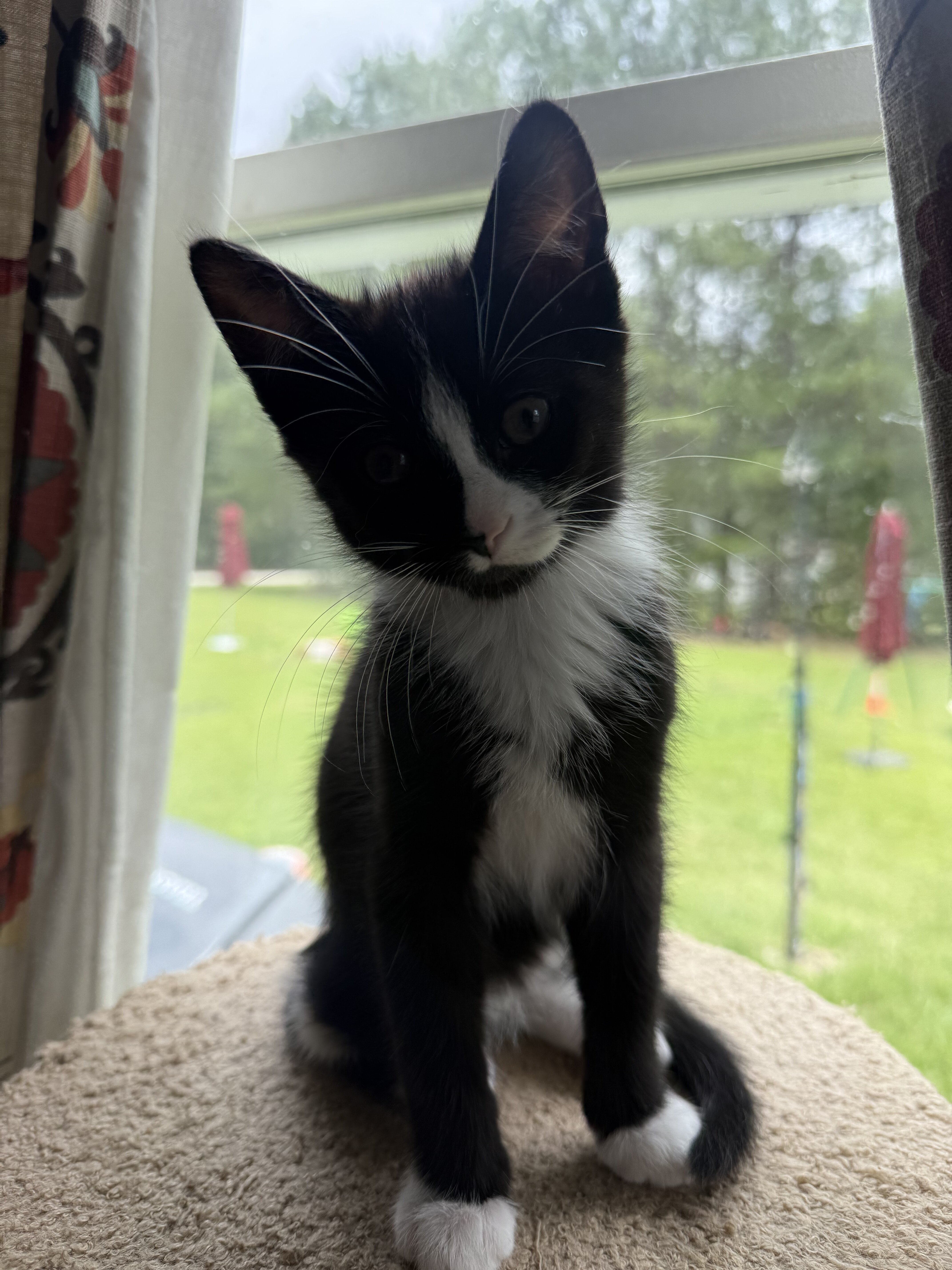 2.5 mo Kitten(s) image 3