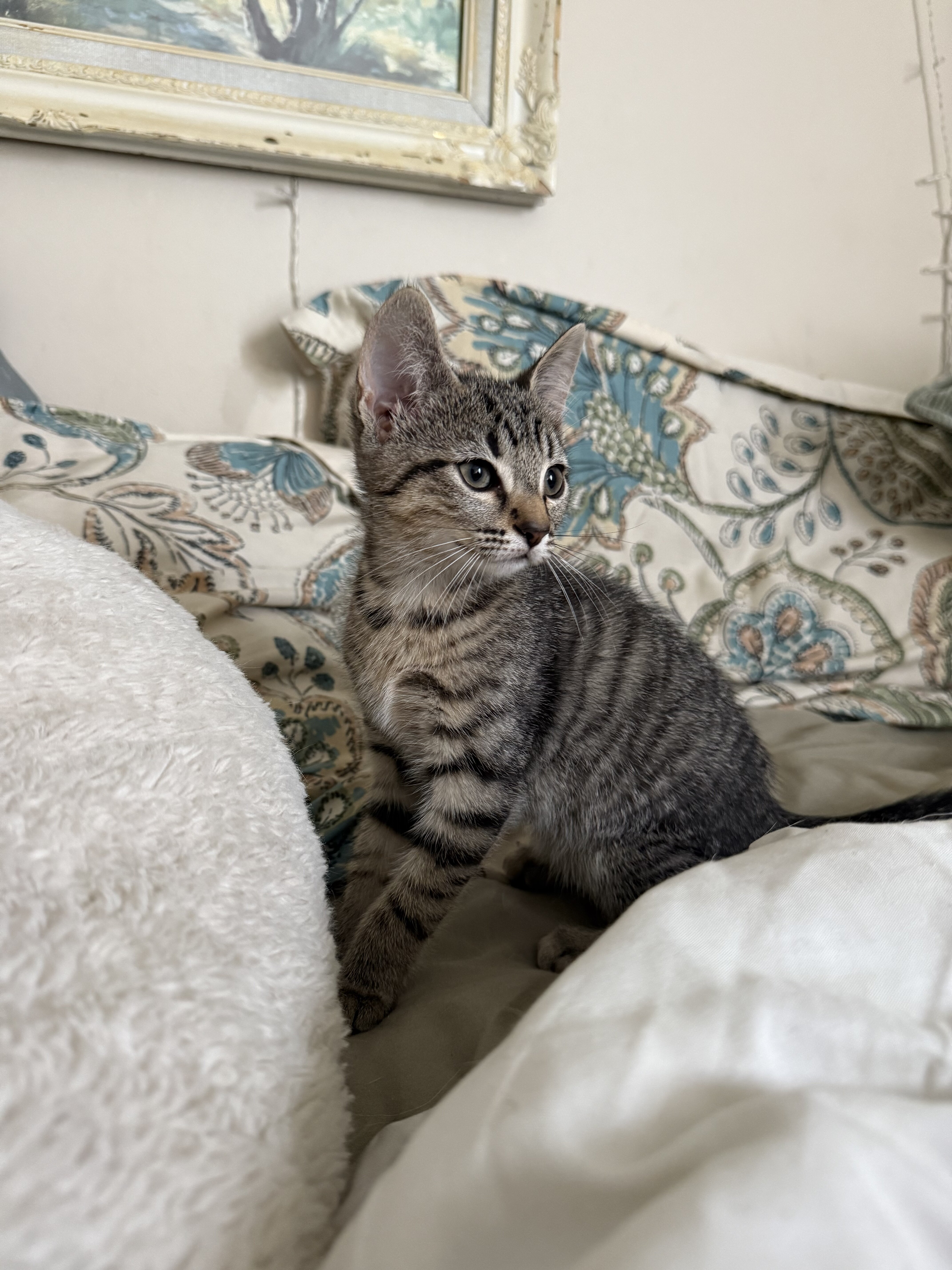 2.5 mo Kitten(s) image 2
