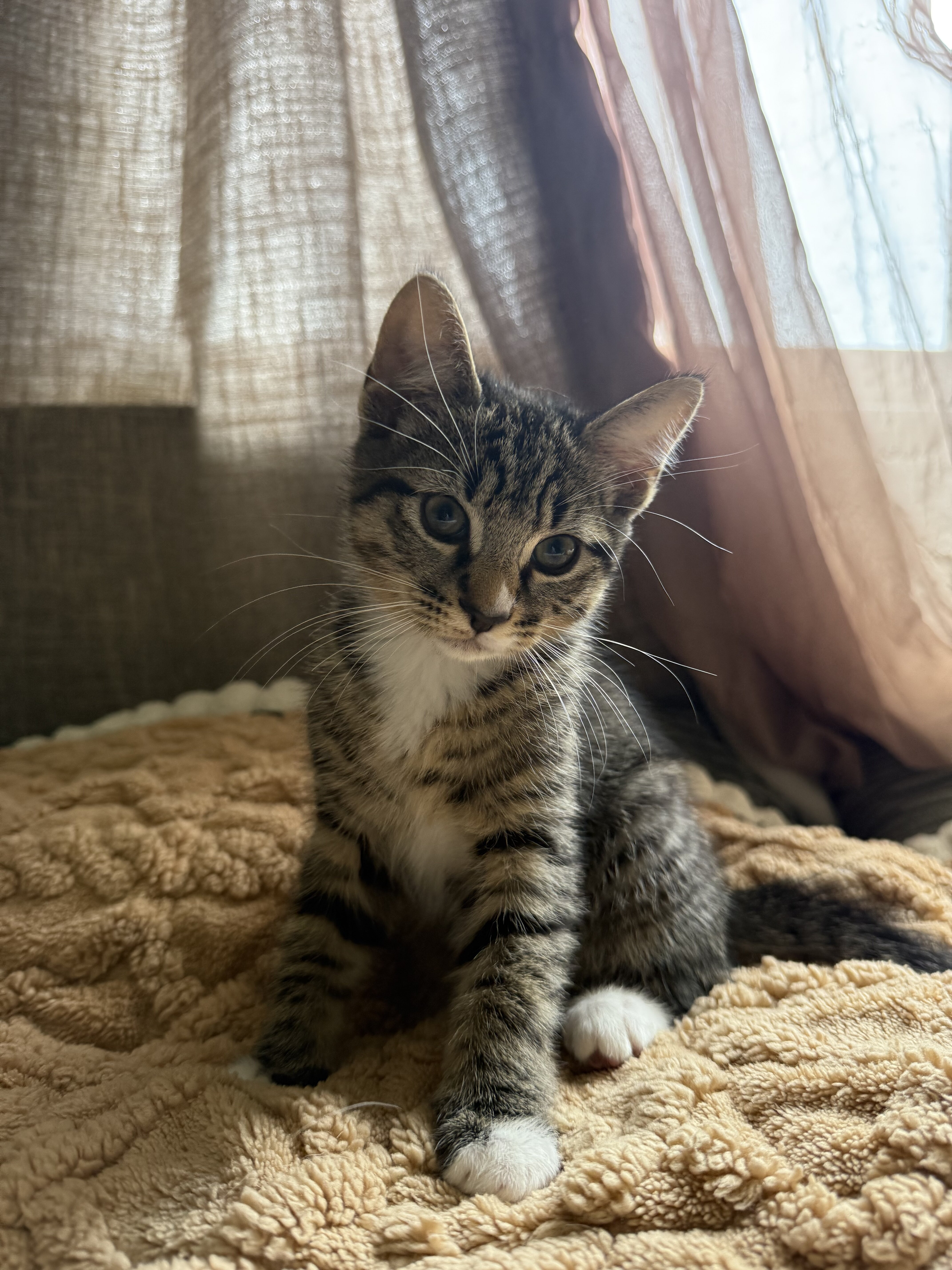 2.5 mo Kitten(s) image 1