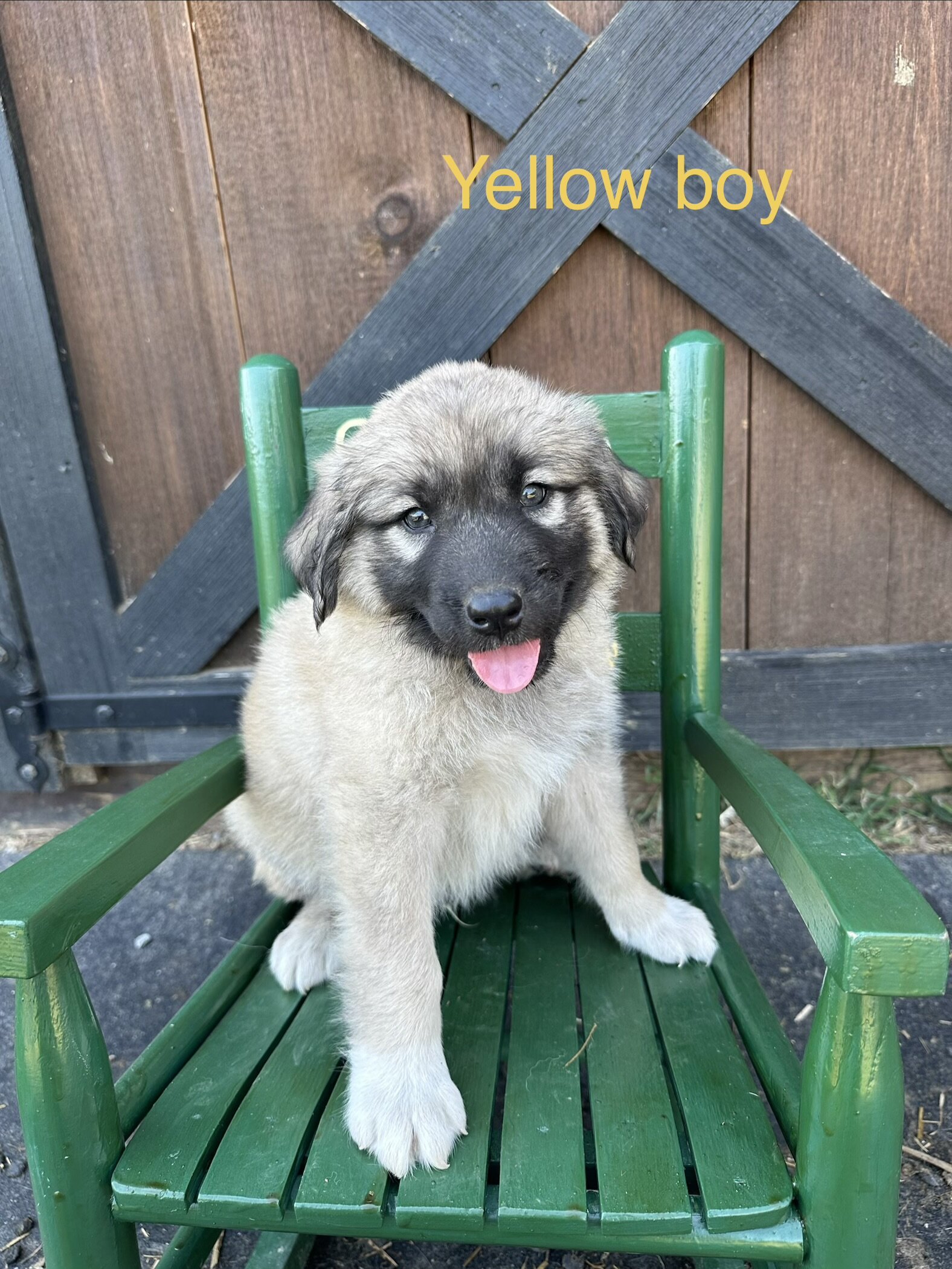 Anatolian Shepherd image 6