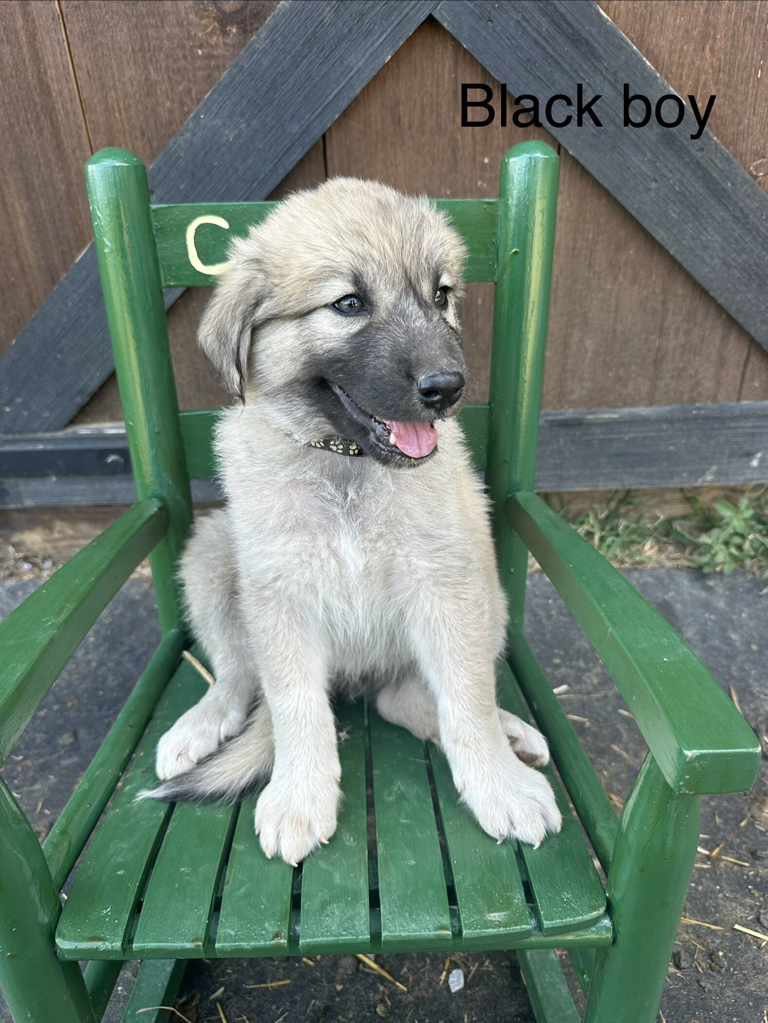 Anatolian Shepherd image 3
