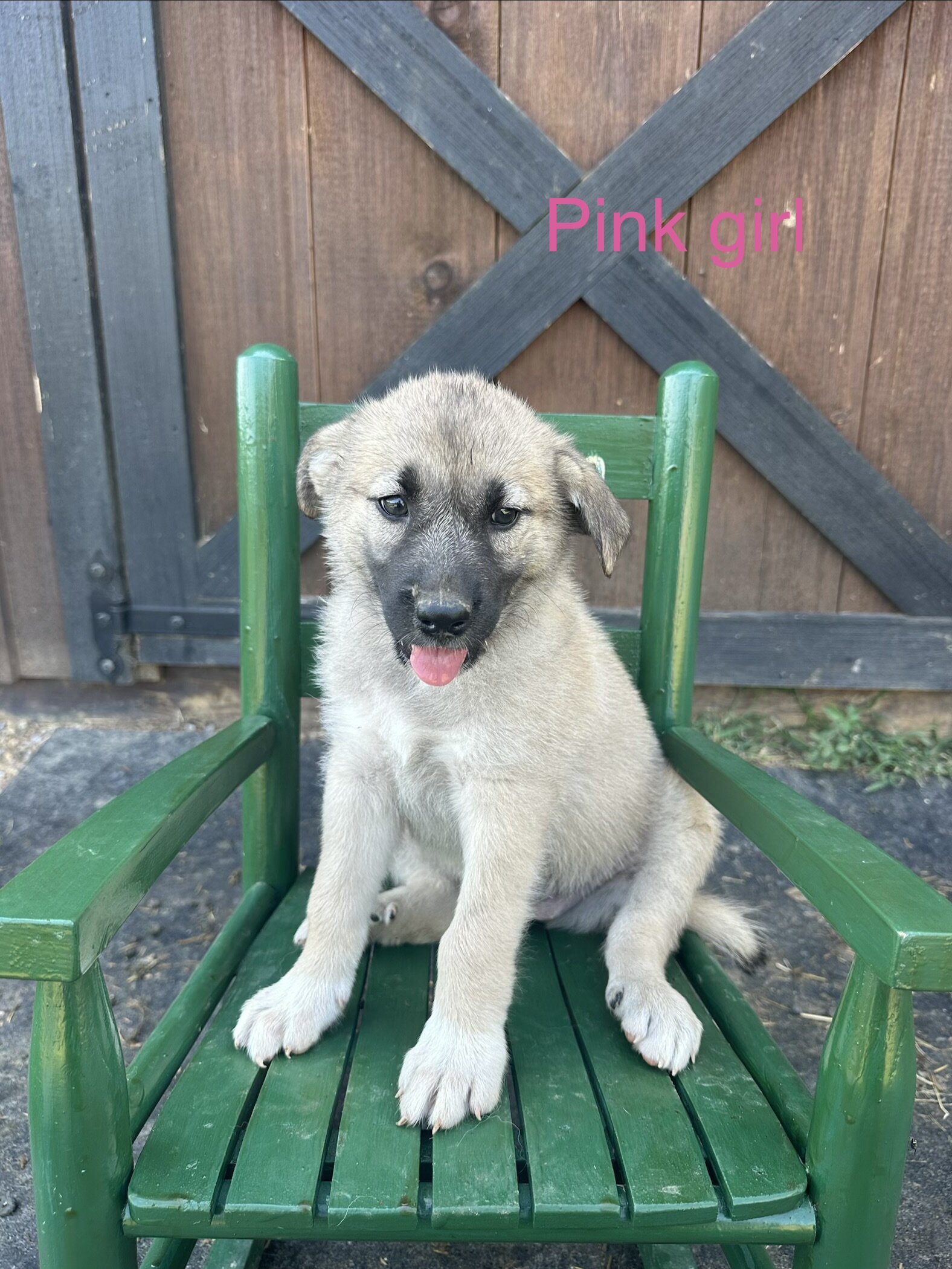 Anatolian Shepherd image 2