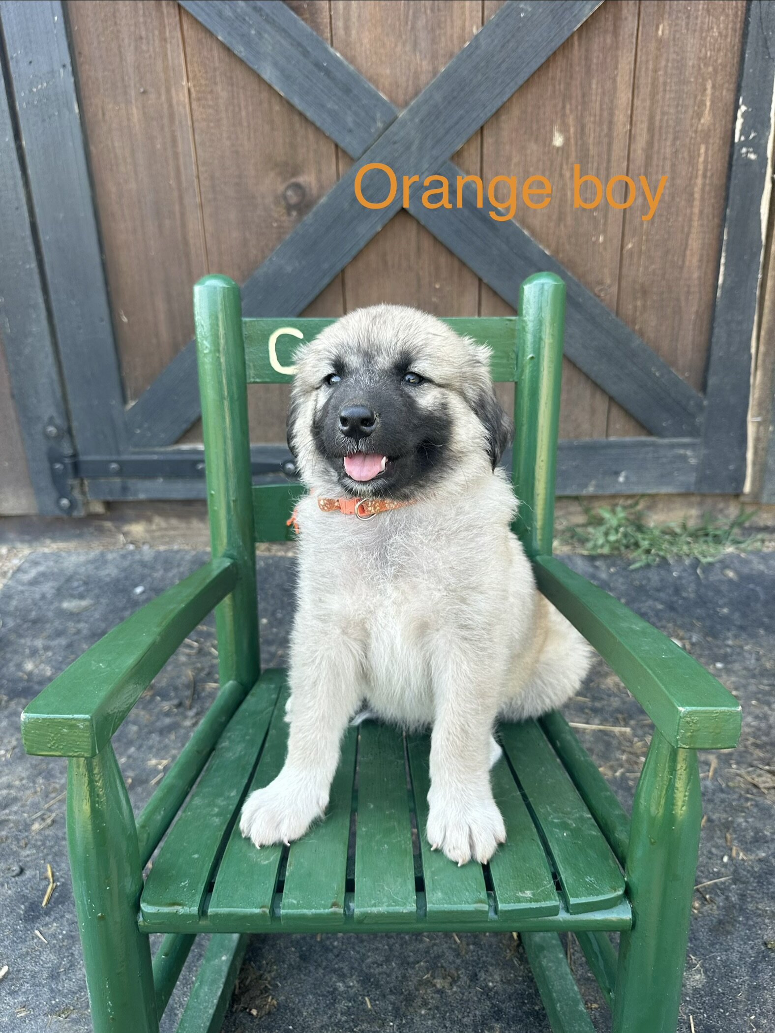 Anatolian Shepherd image 1