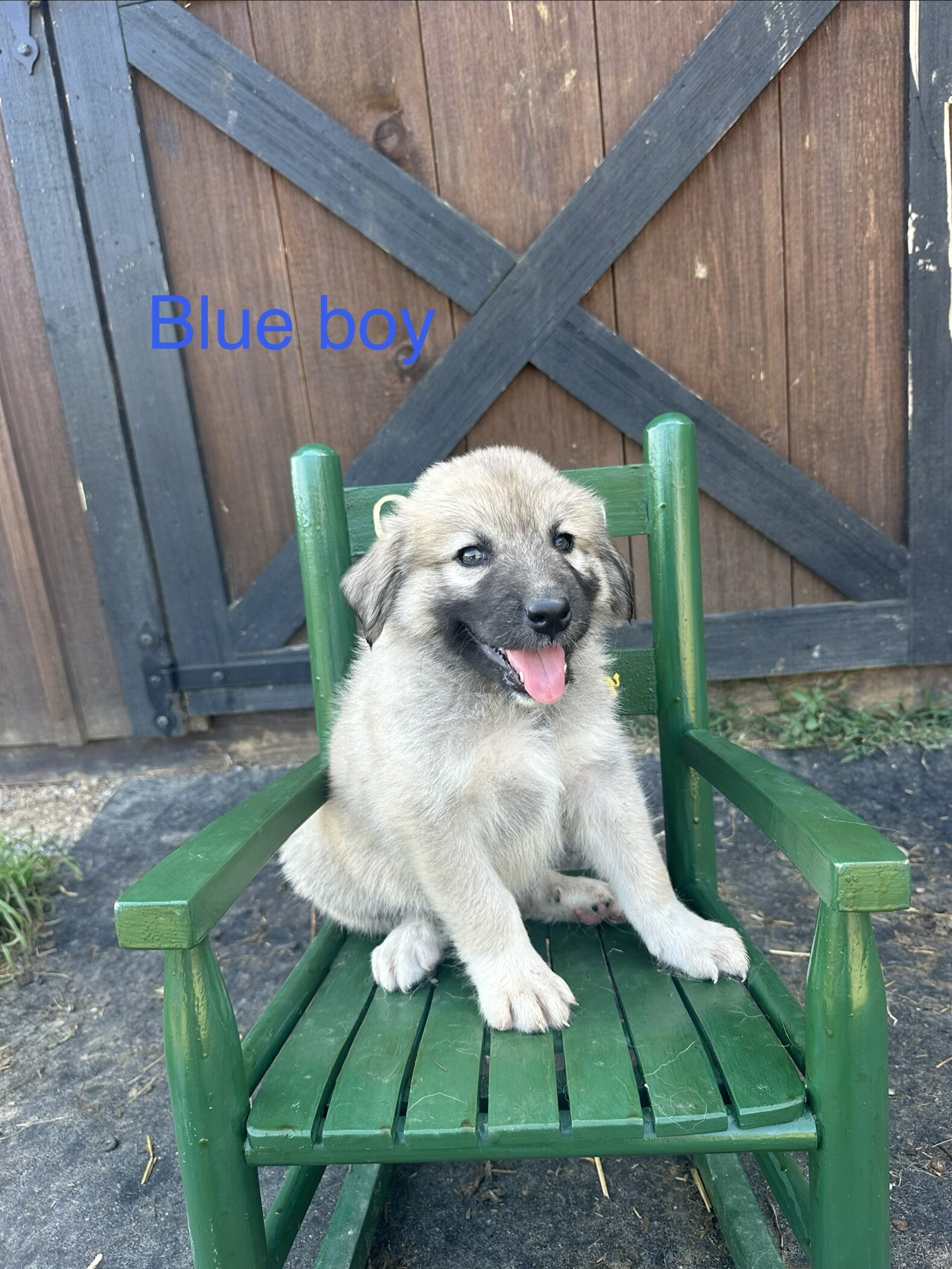 Anatolian Shepherd image 5