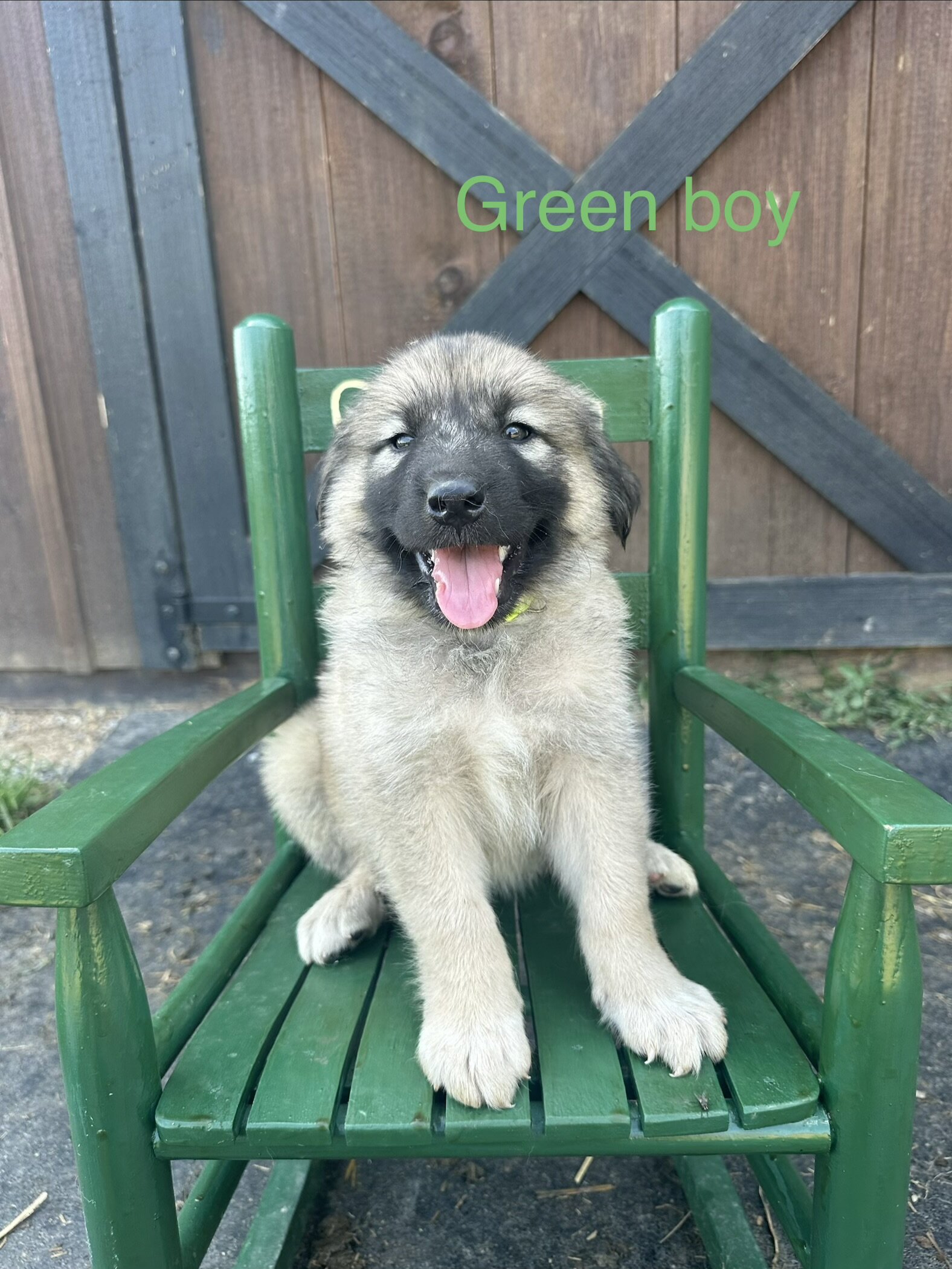 Anatolian Shepherd image 4