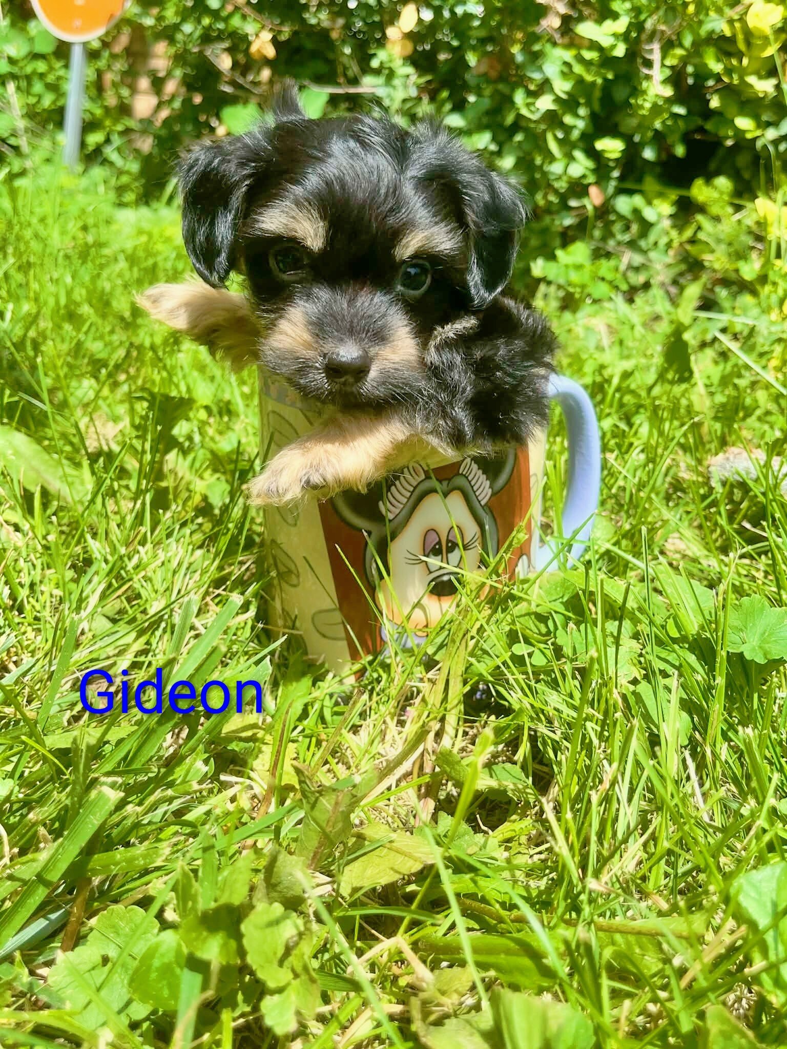 Tea cup Yorkie mix image 5