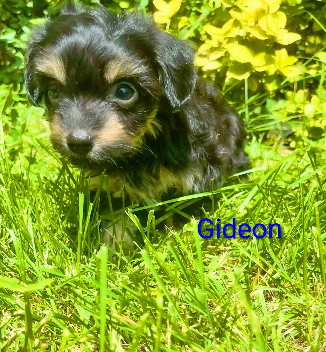 Tea cup Yorkie mix image 6