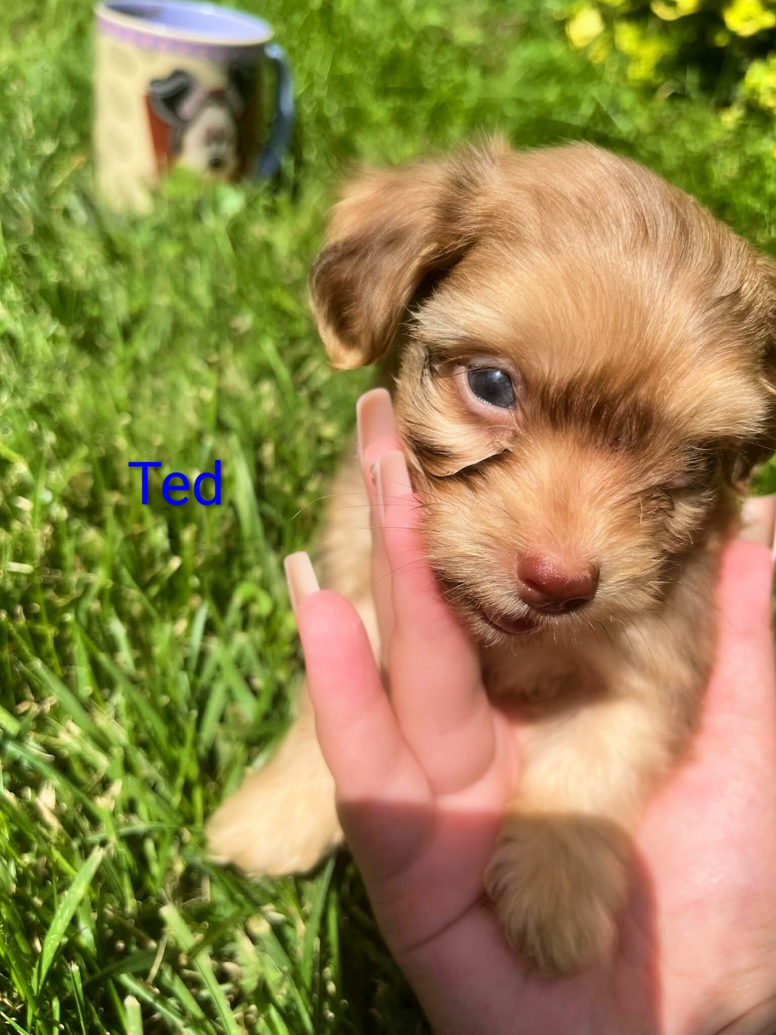 Tea cup Yorkie mix image 4