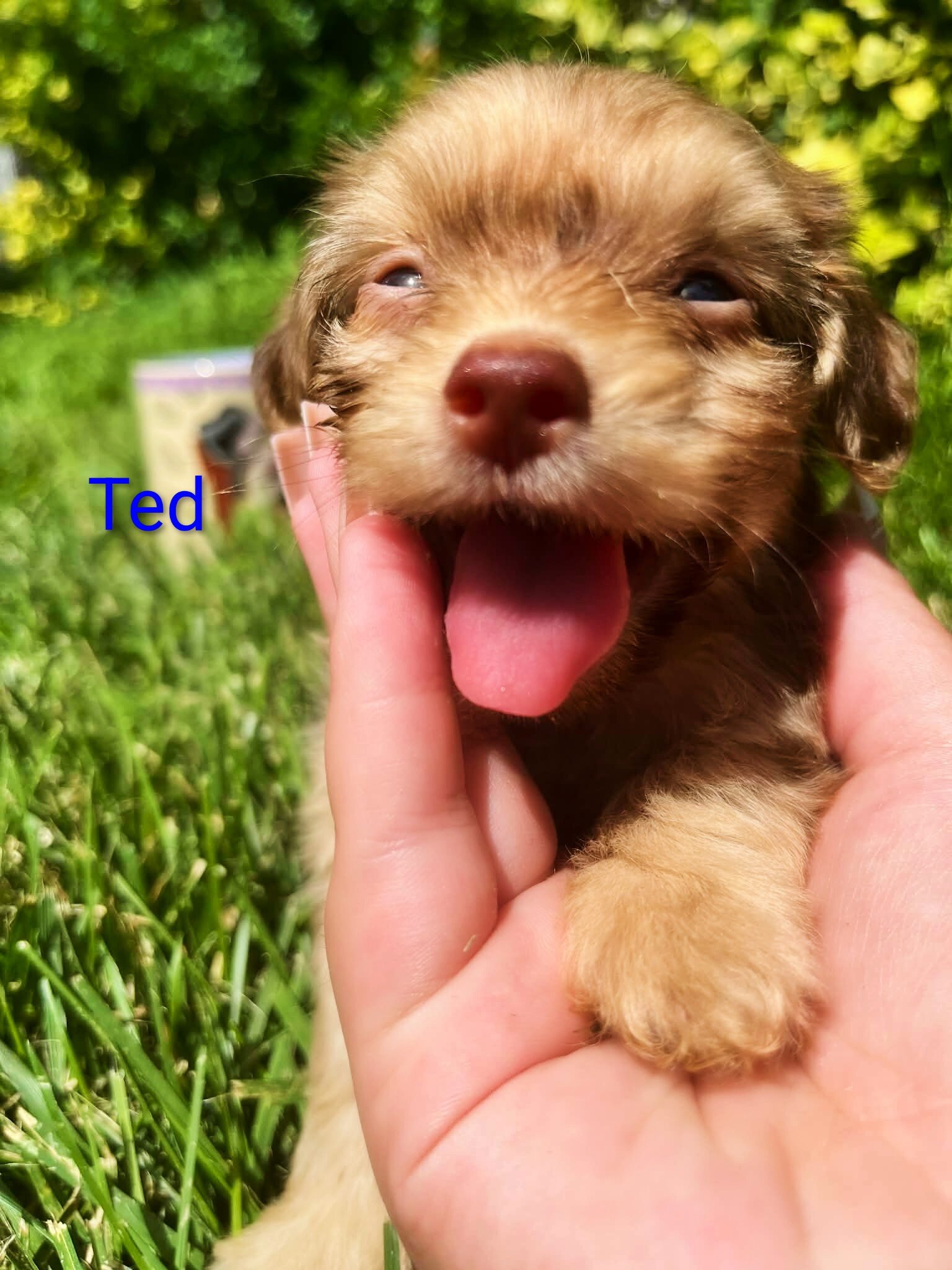 Tea cup Yorkie mix image 3