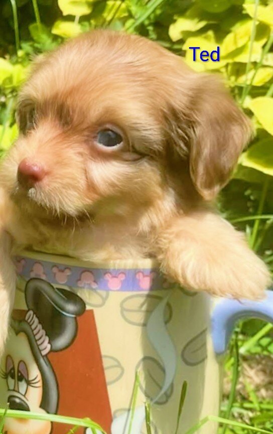 Tea cup Yorkie mix image 2