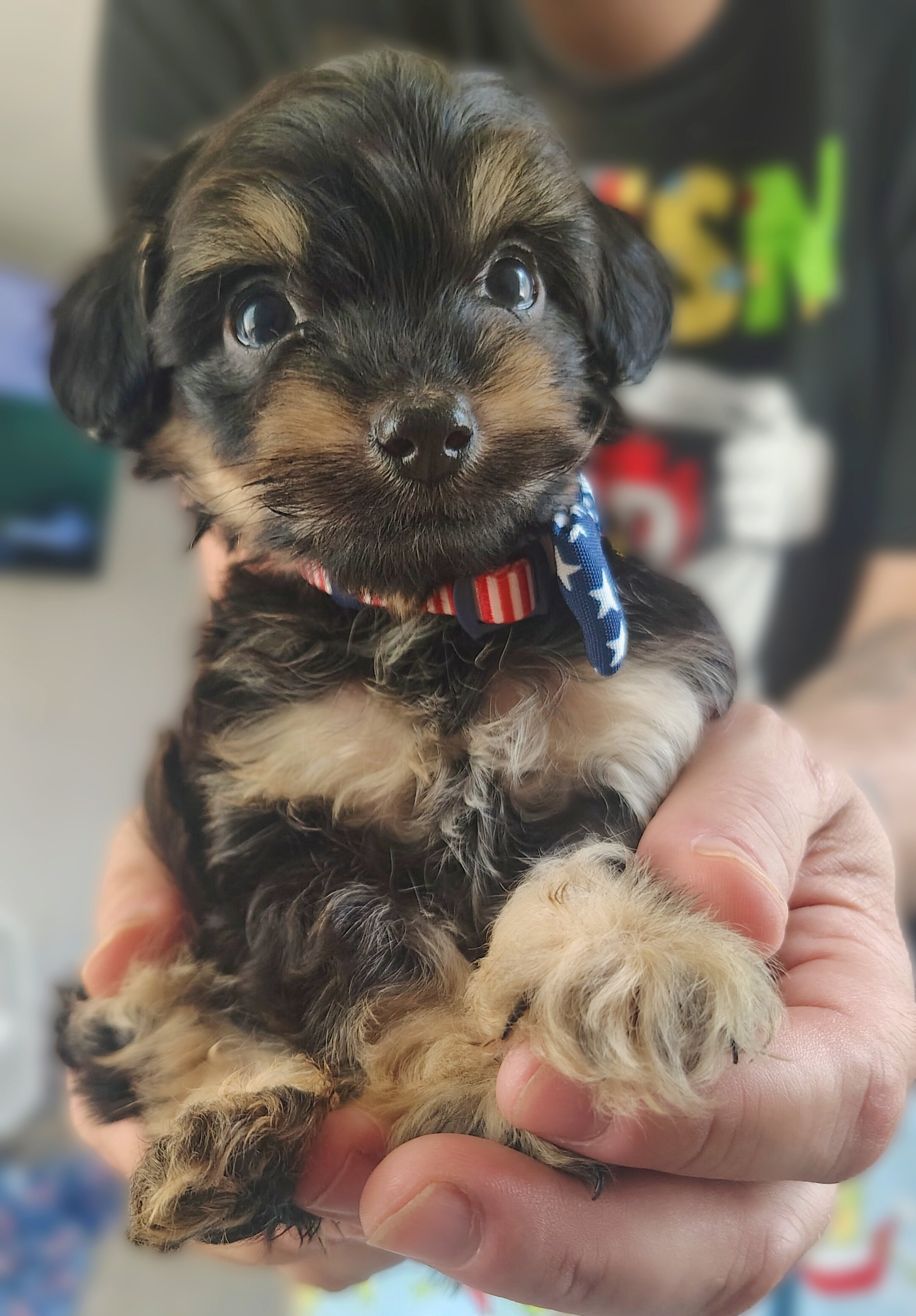 Tea cup Yorkie mix image 1