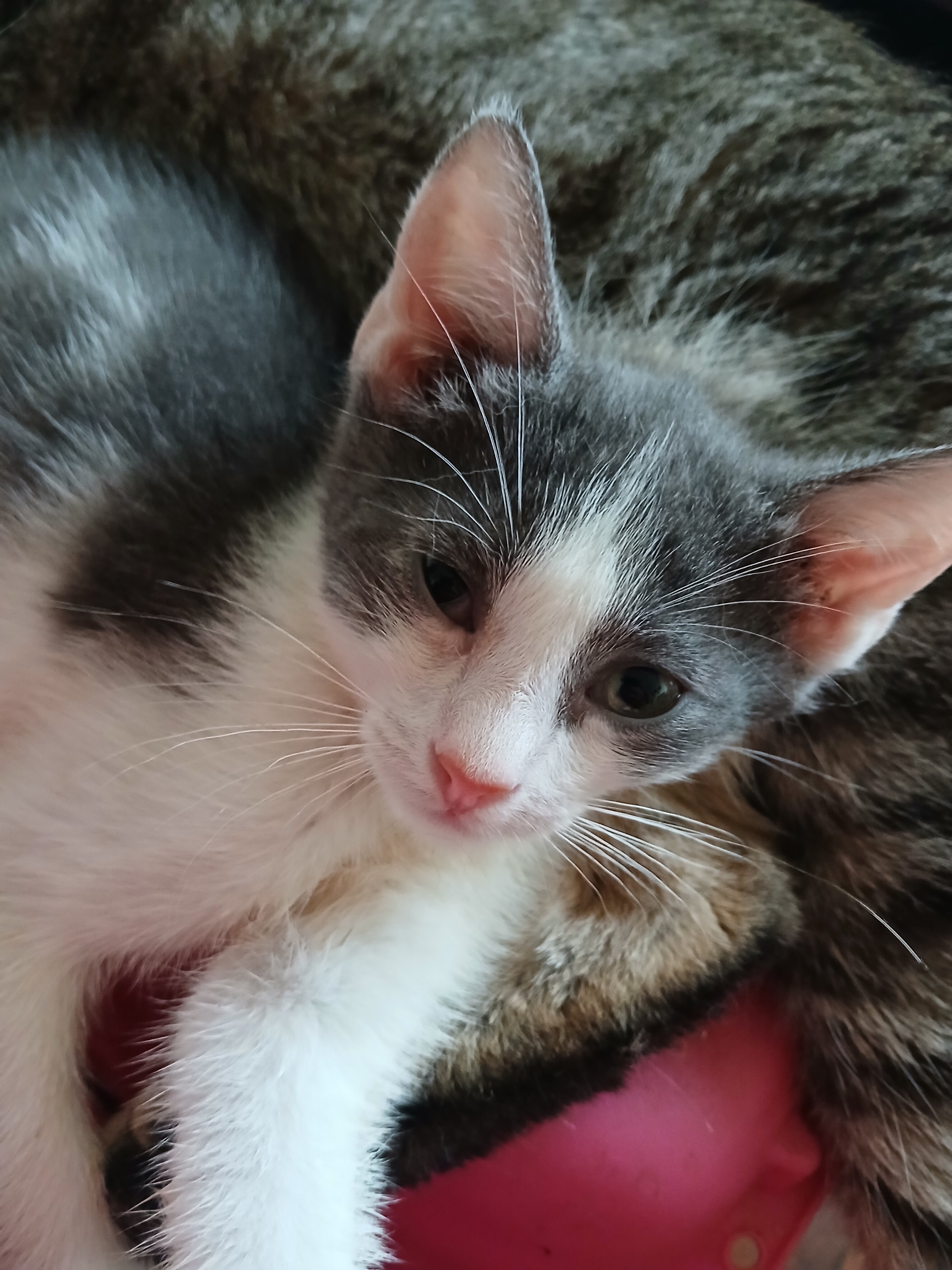 Russian Blue, mixed kitten image 1