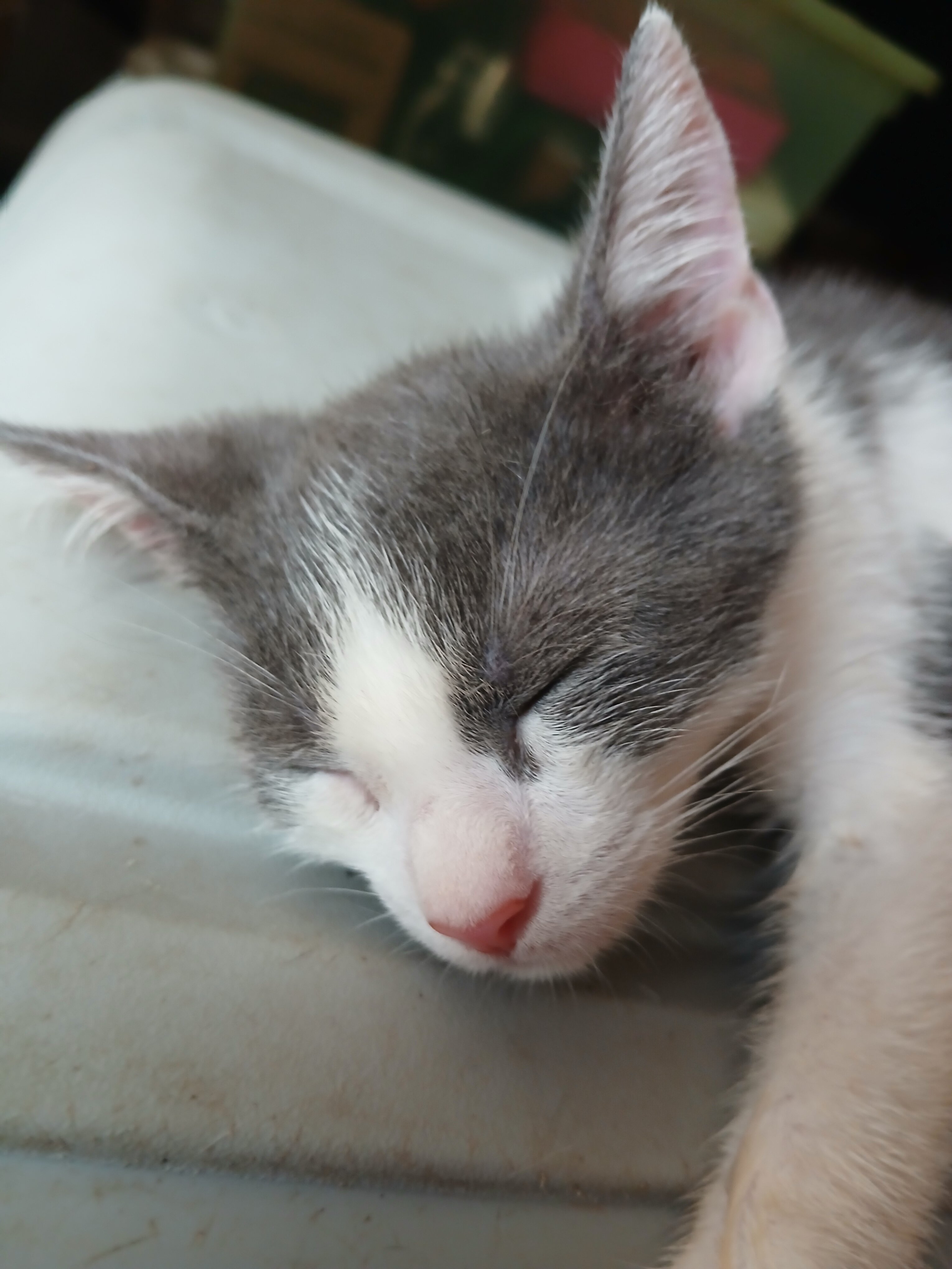 Russian Blue, mixed kitten image 2