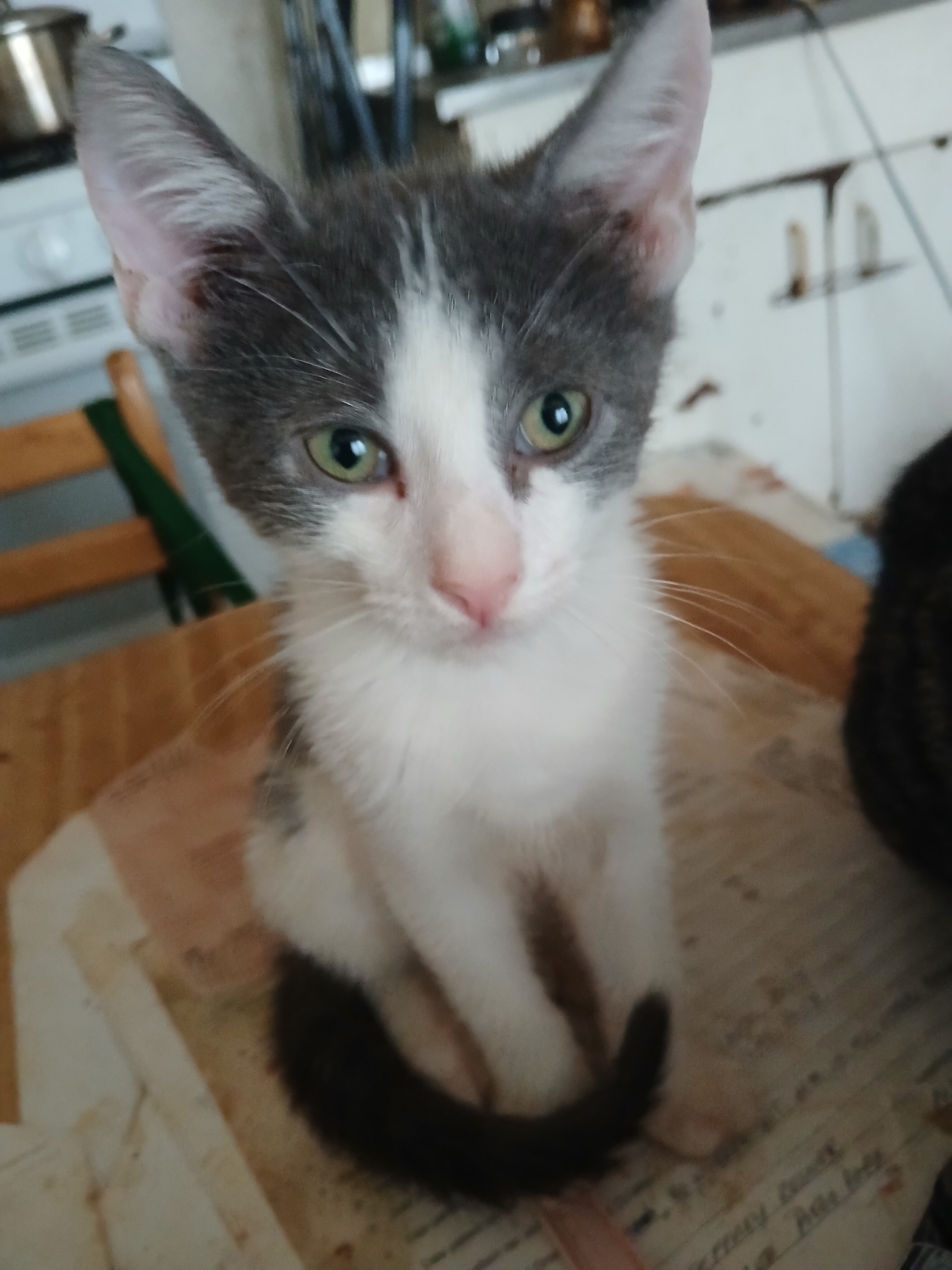 Russian Blue, mixed kitten image 4